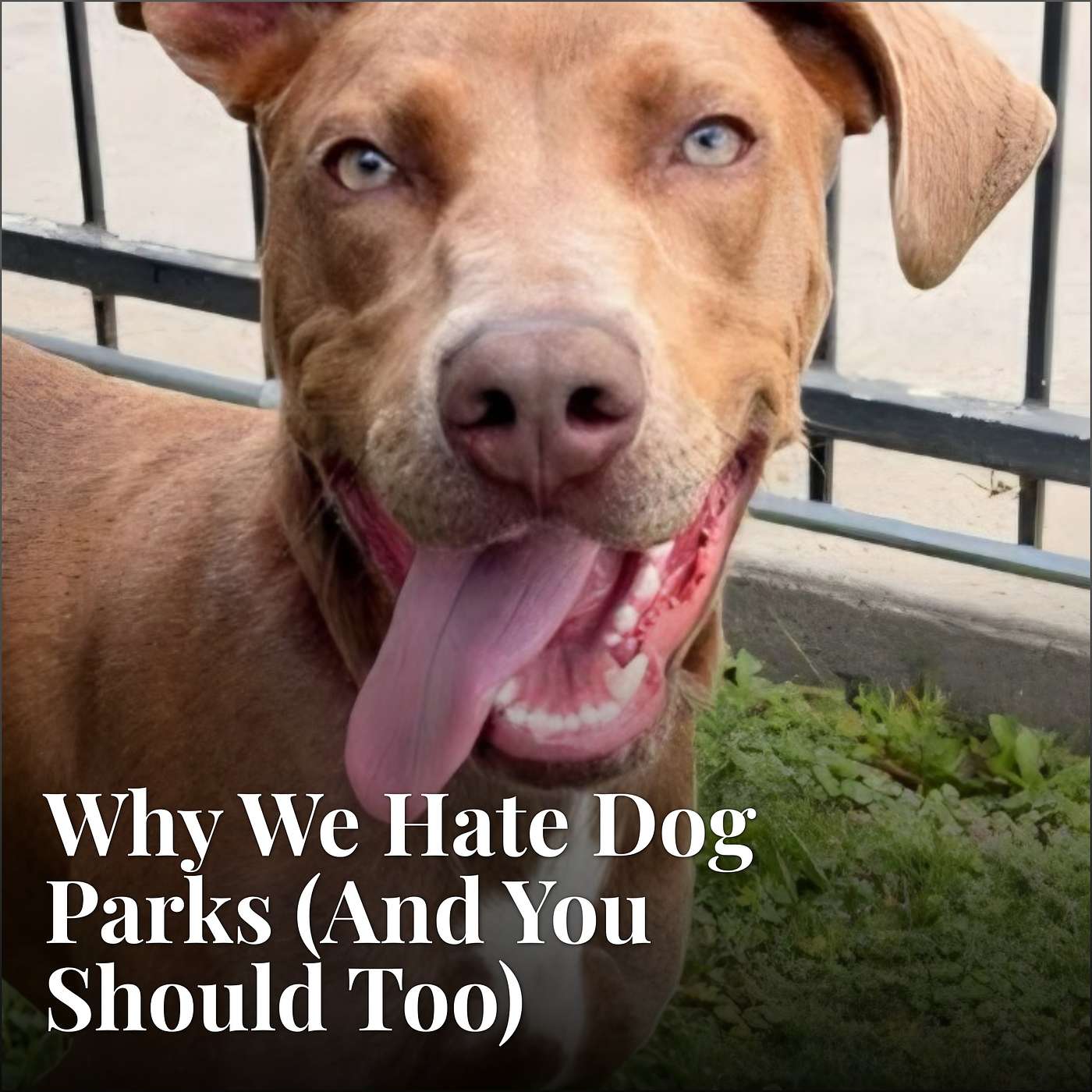 Why We Hate Dog Parks (And You Should Too) episode artwork