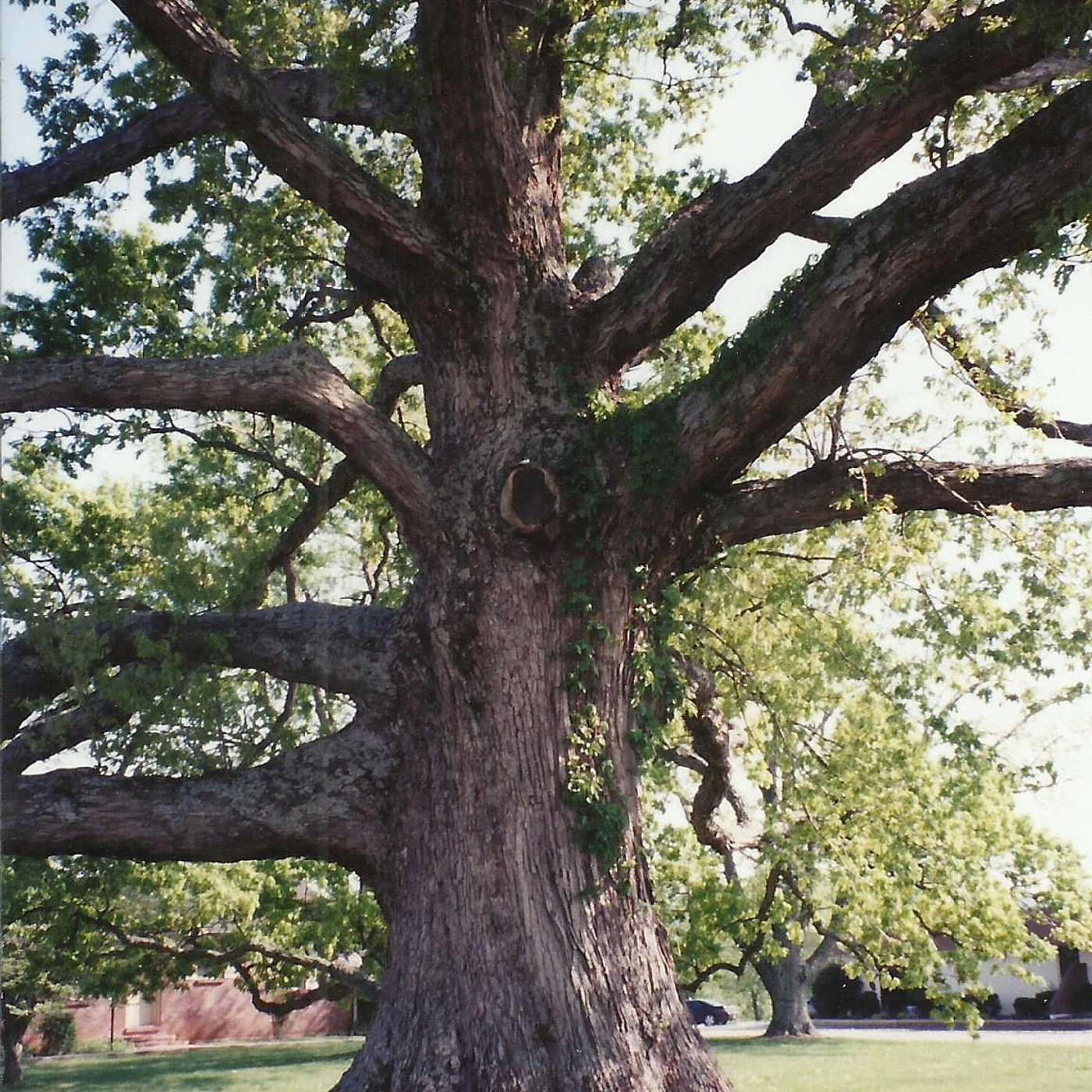 The Birthing Tree