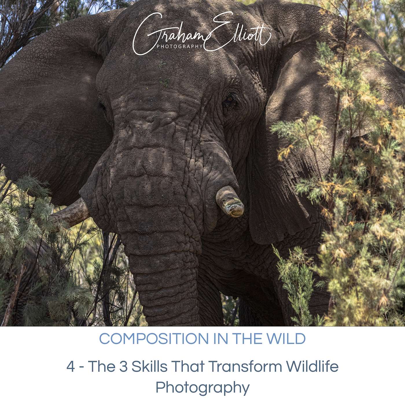 Composition in the Wild E4/4: The 3 skills that transform wildlife photography