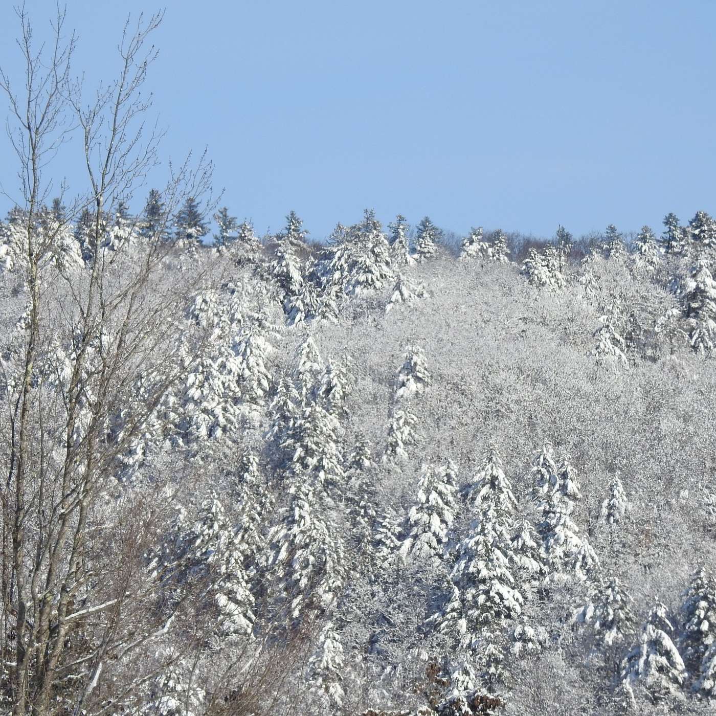 WINTER WONDERLAND, TAKE TWO