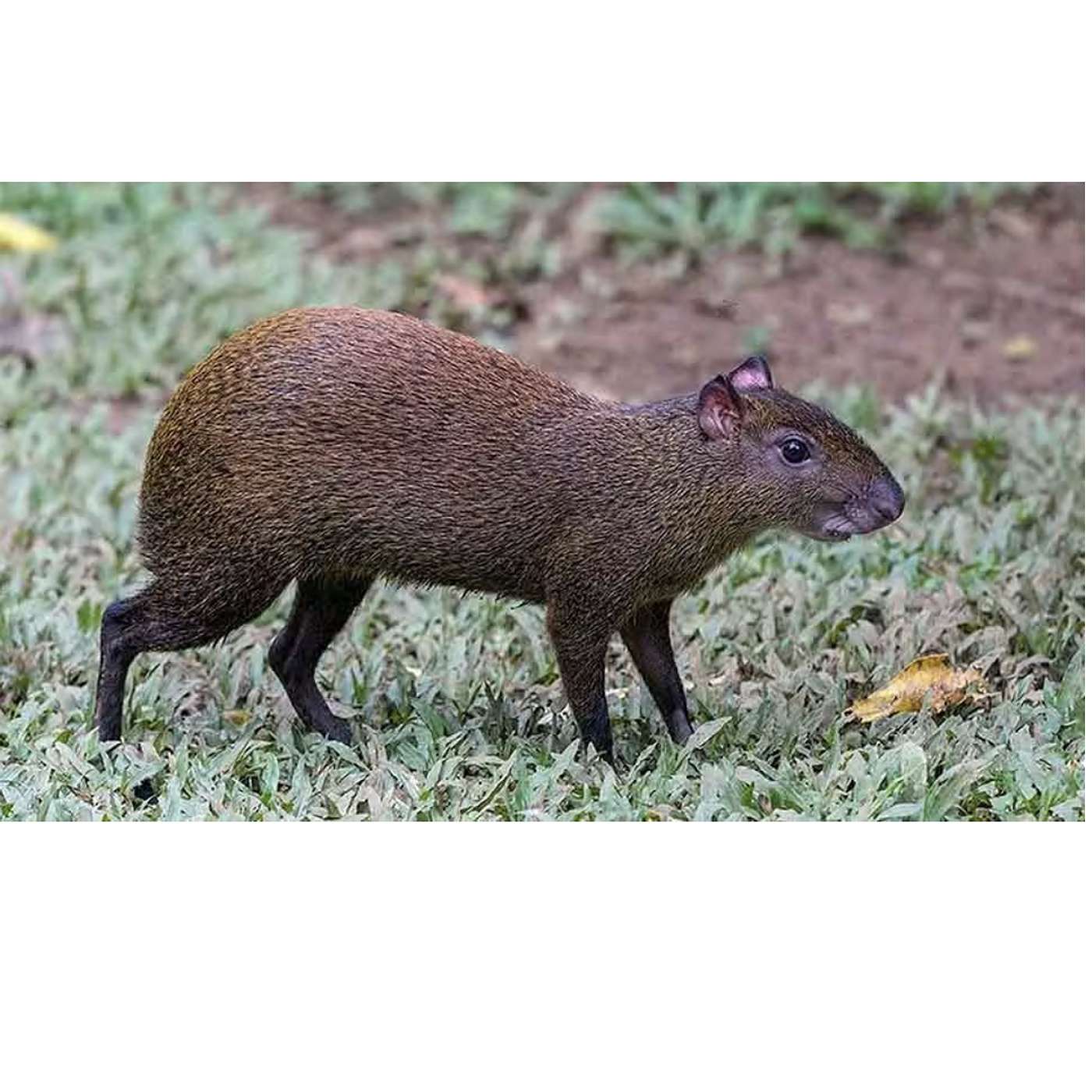 Saturday, November 1, 2025 - All hail the PEOPLESELBOW! 💪🏽