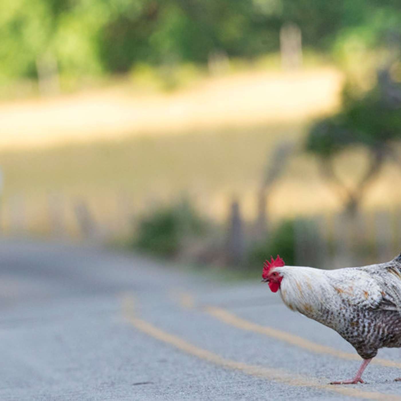 3 Reasons Why the Chicken Crossed the Road