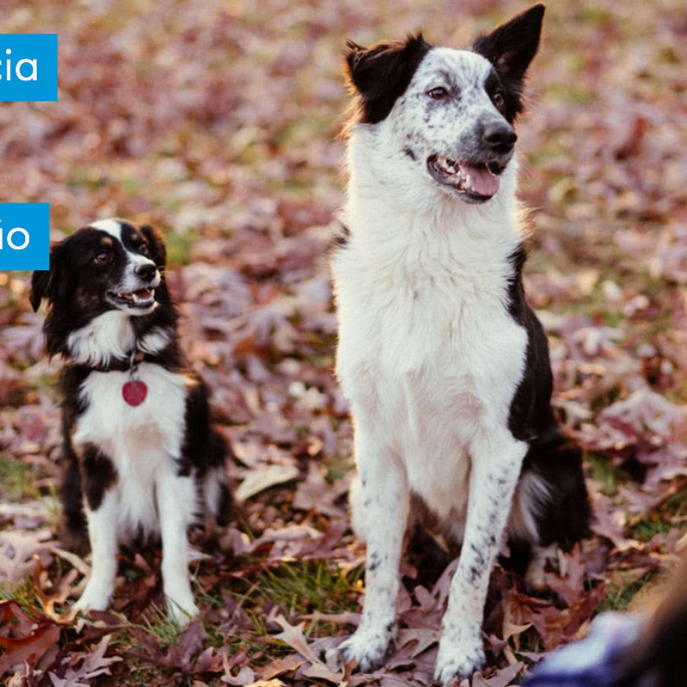 Trabalhando com cães: A importância da apresentação do seu negócio na internet. episode artwork