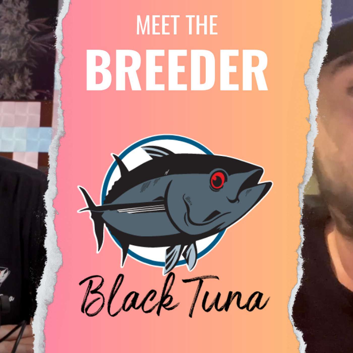 Real-deal Breeder chat with Black Tuna Seed Co's (CV420)