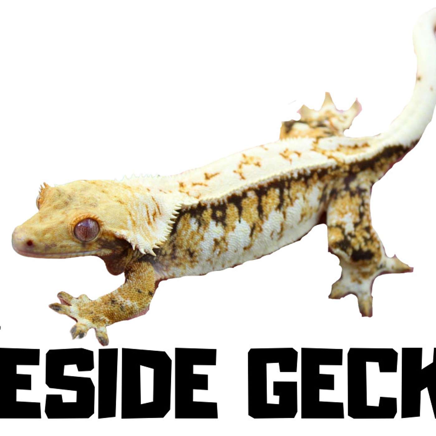 #161 KEVIN MOODY OF FIRESIDE GECKOS | CRESTED GECKOS | CRESTED GECKO BREEDER | TRAP TALK