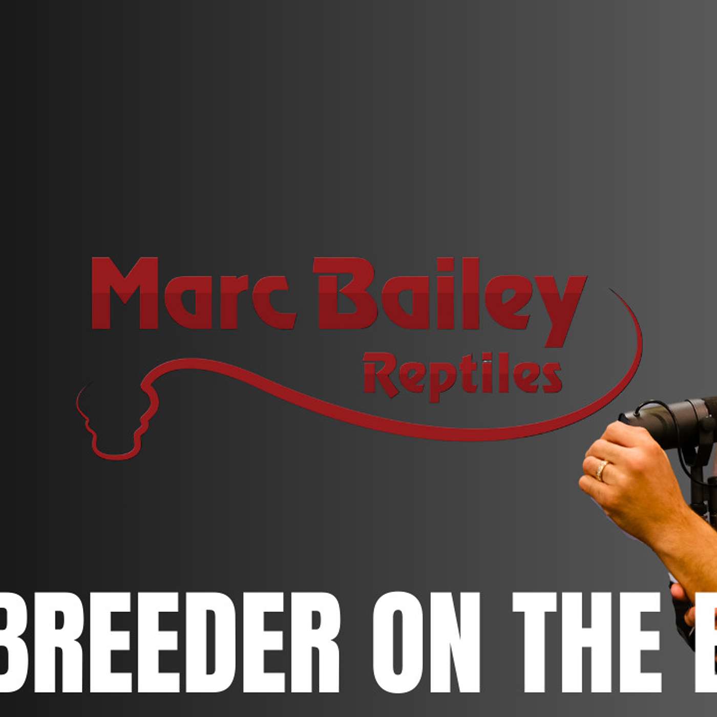 How to successfully breed & make money off rodents