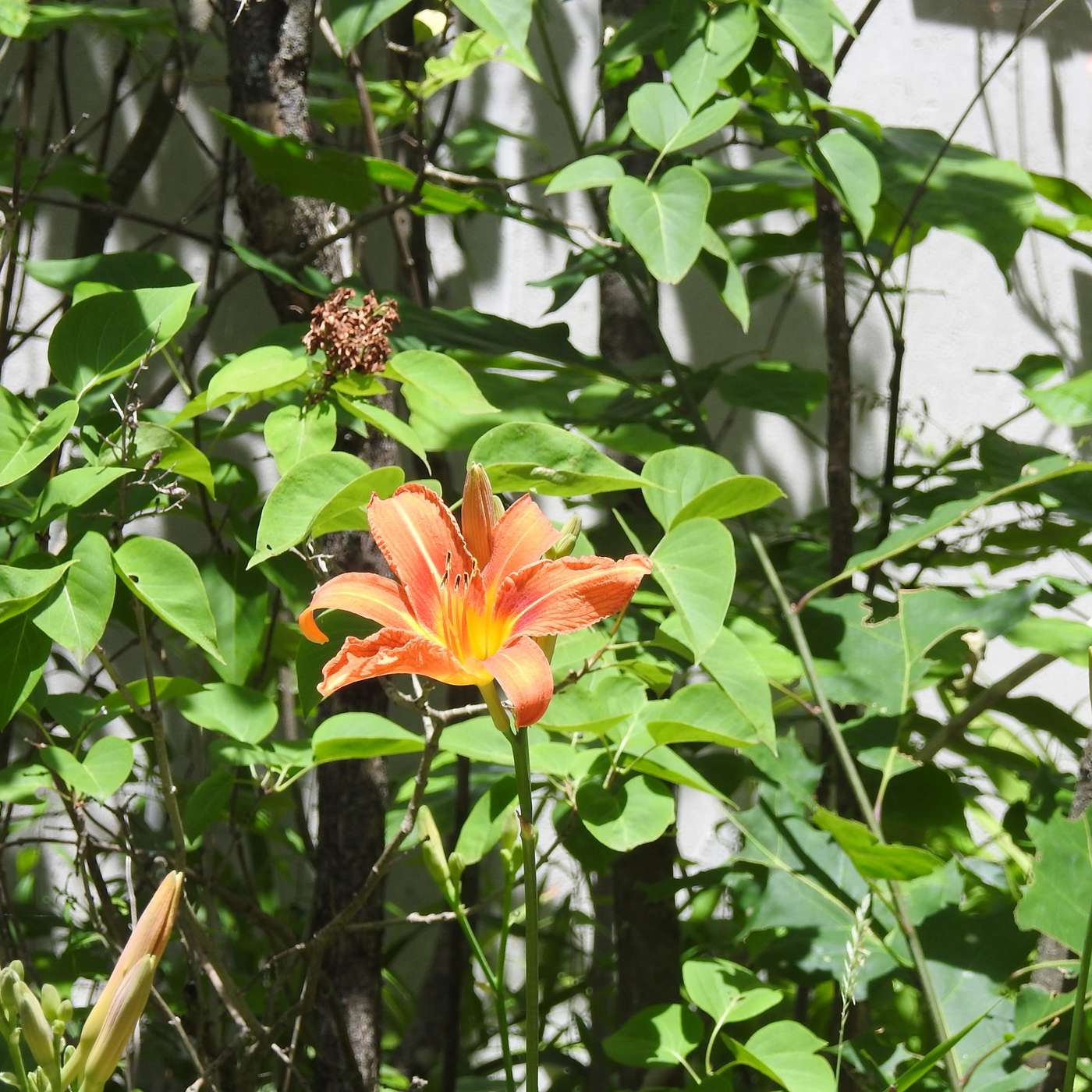 THE FIRST ORANGE LILIES OF THE SUMMER