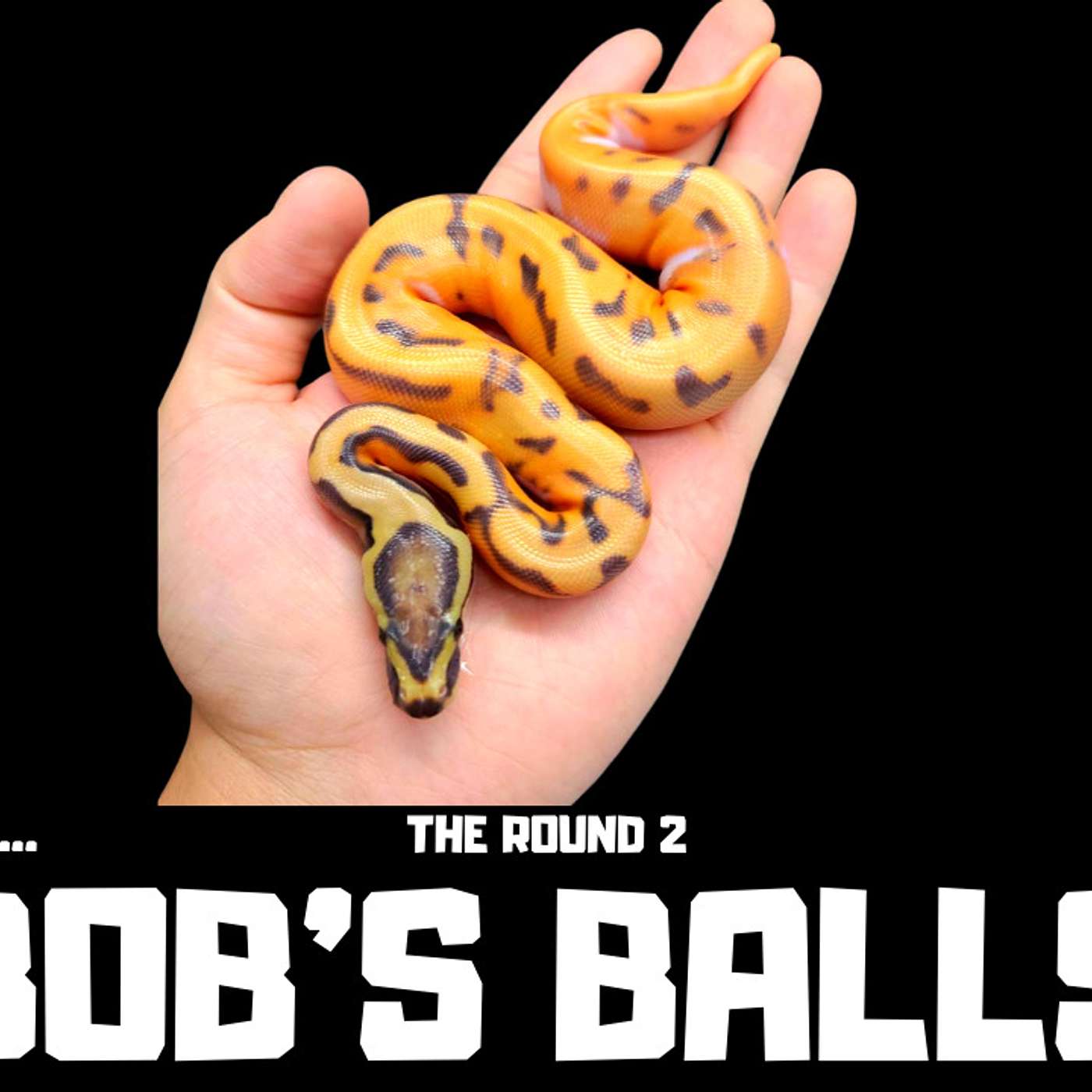 #98 BOB VU OF BOB'S BALLS | BALL PYTHON BREEDER | ROUND 2 TRAP TALK SESSION