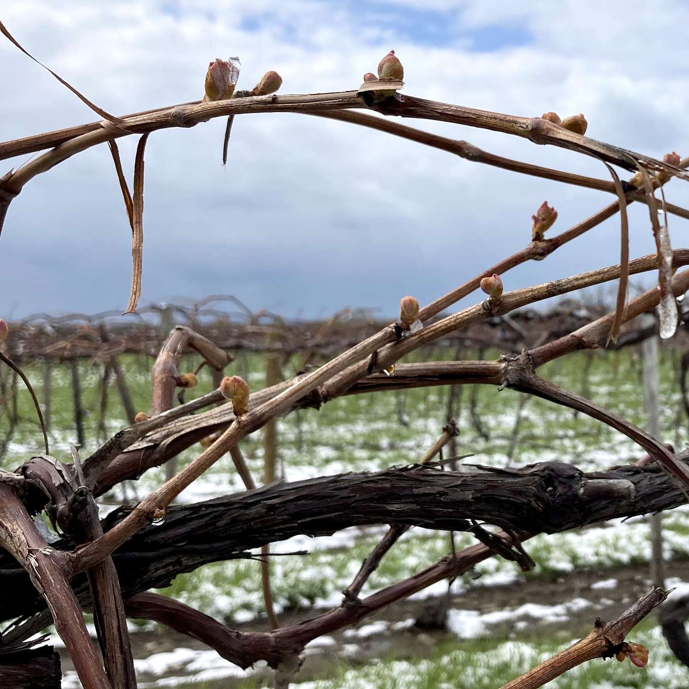 Between the Vines
