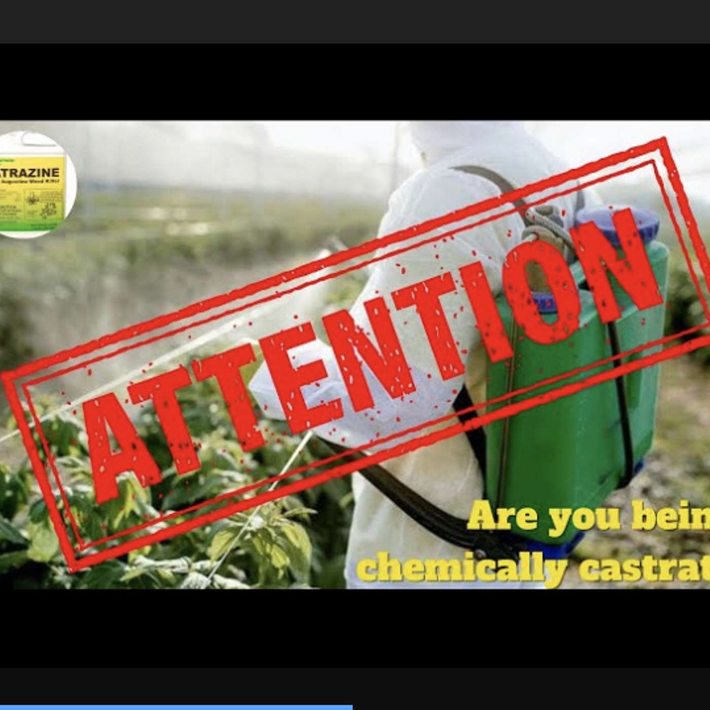 Ep#6 A dangerous chemical  that is in our food can change a bull frogs gender from male to female. episode artwork