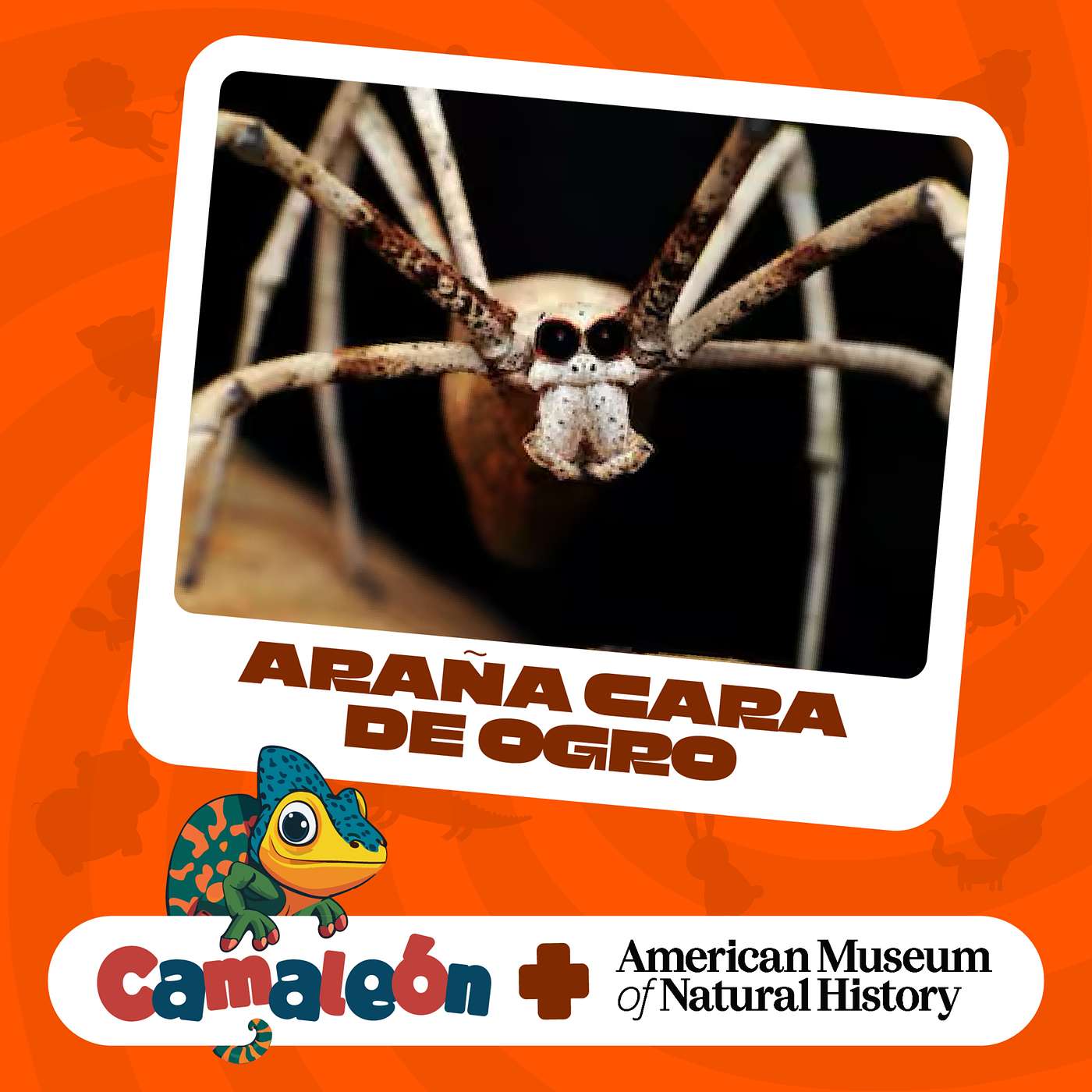 Araña Cara de Ogro: Experta en Redes y Camuflaje episode artwork
