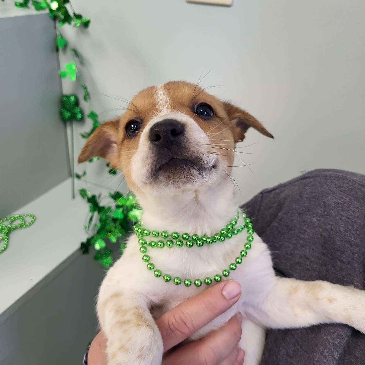 We have even MORE puppies! Our POP-PAW-RAZZI!