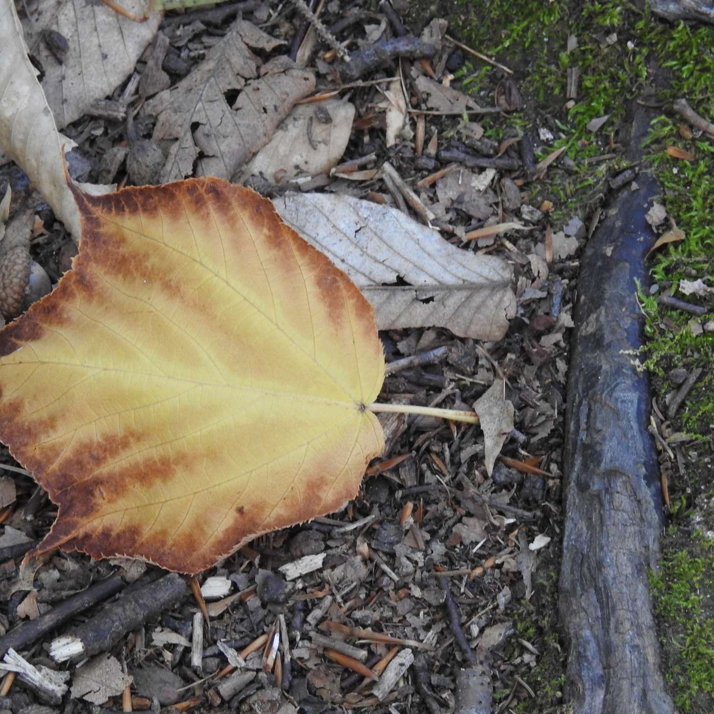 ONE LEAF AT A TIME