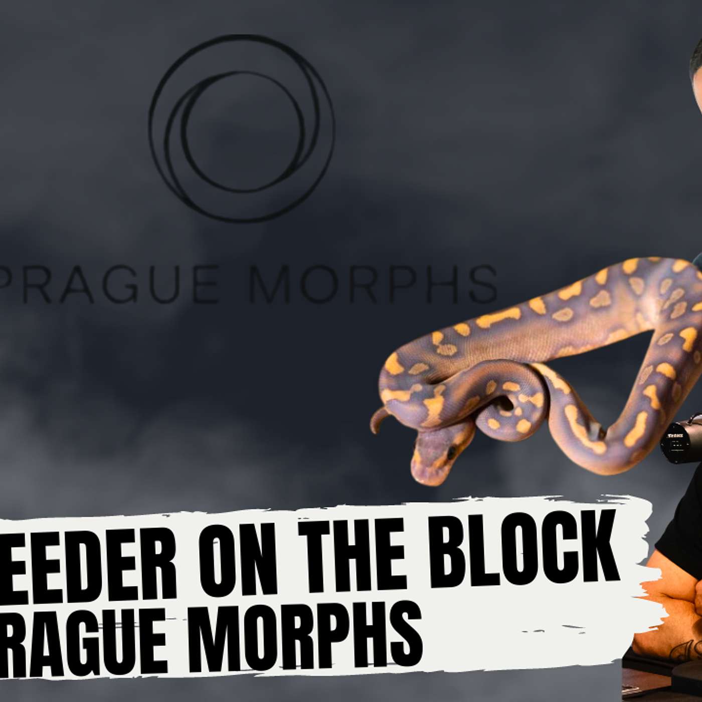 HOW TO IDENTIFY A HIGH END BALL PYTHON MORPH | NEW BREEDER ON THE BLOCK PRAGUE MORPHS