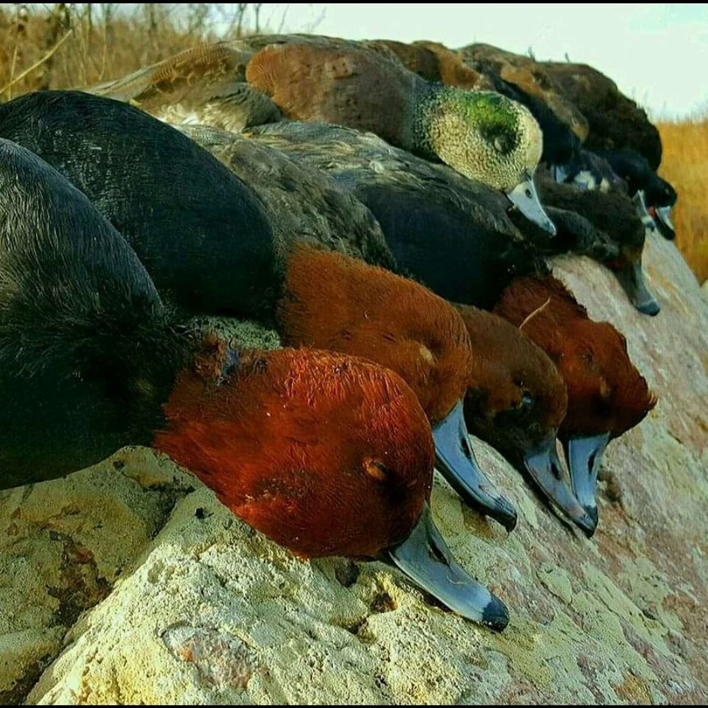 Nodak 023 Plans (Waterfowl Talk)