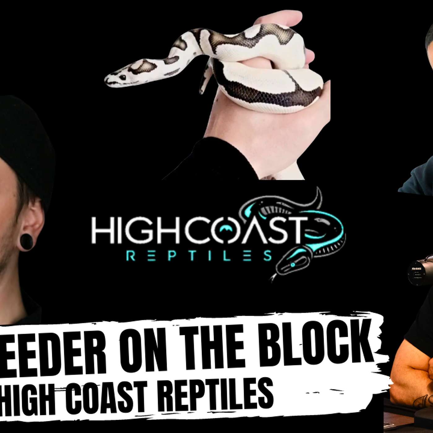 THE HIGH END BALL PYTHON GAME IN SWEDEN | NEW BREEDER ON THE BLOCK LIVE