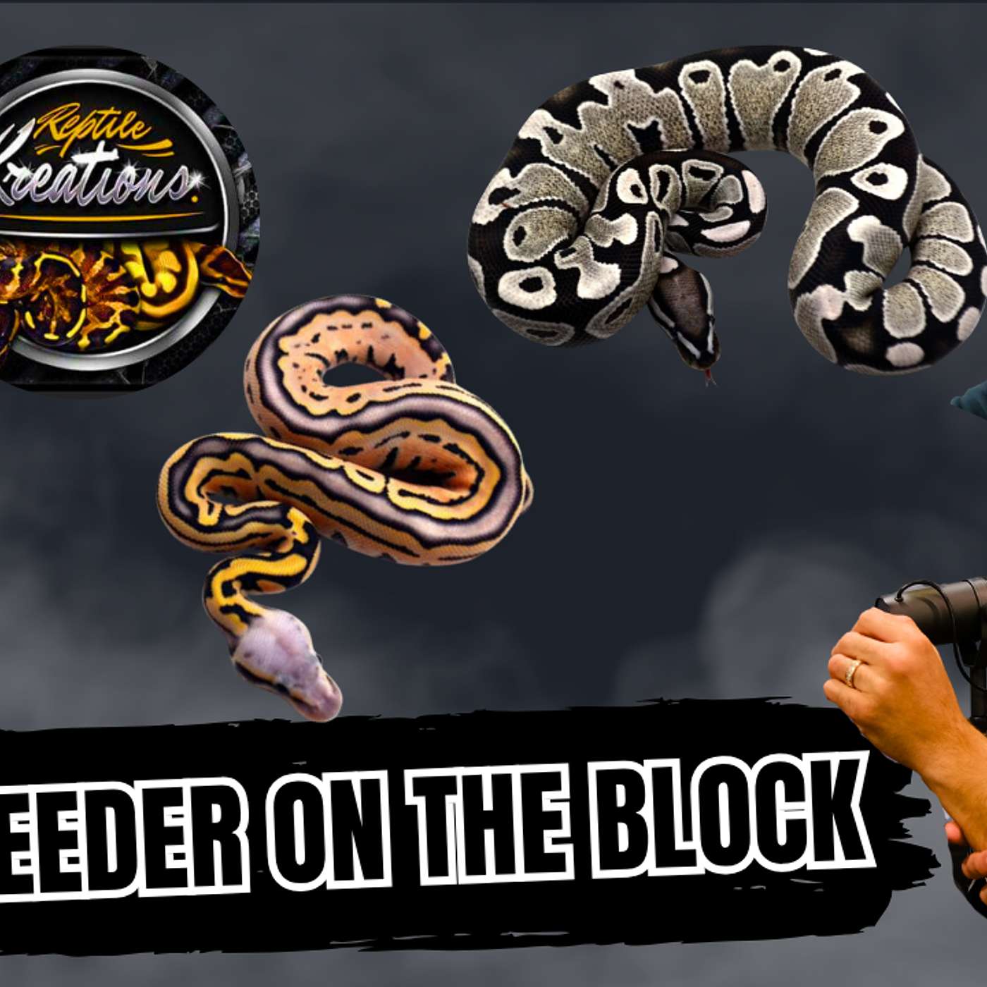 Best Way To Sell A Ball Python In 2025 | New Breeder On The Block Live