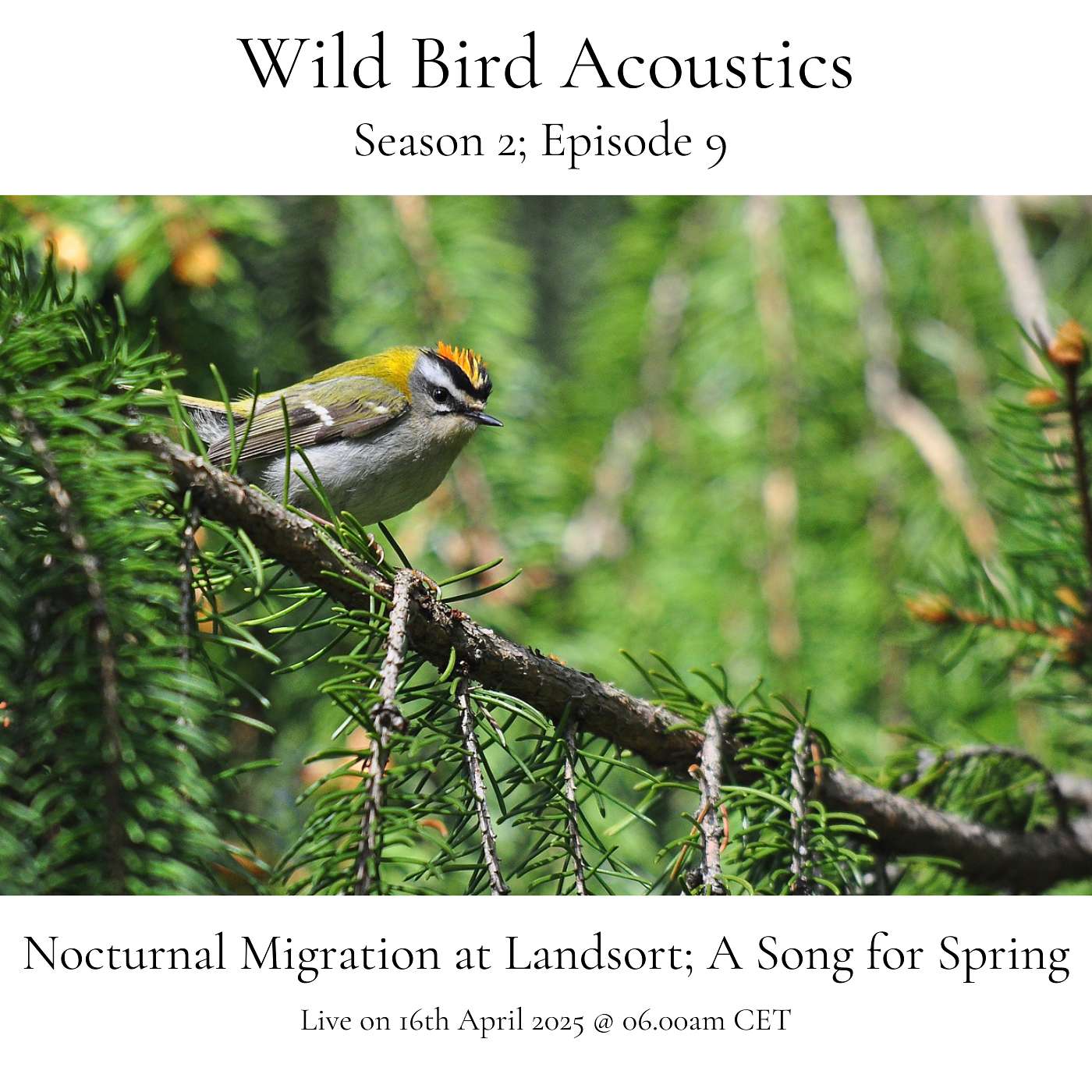Wild Bird Acoustics
