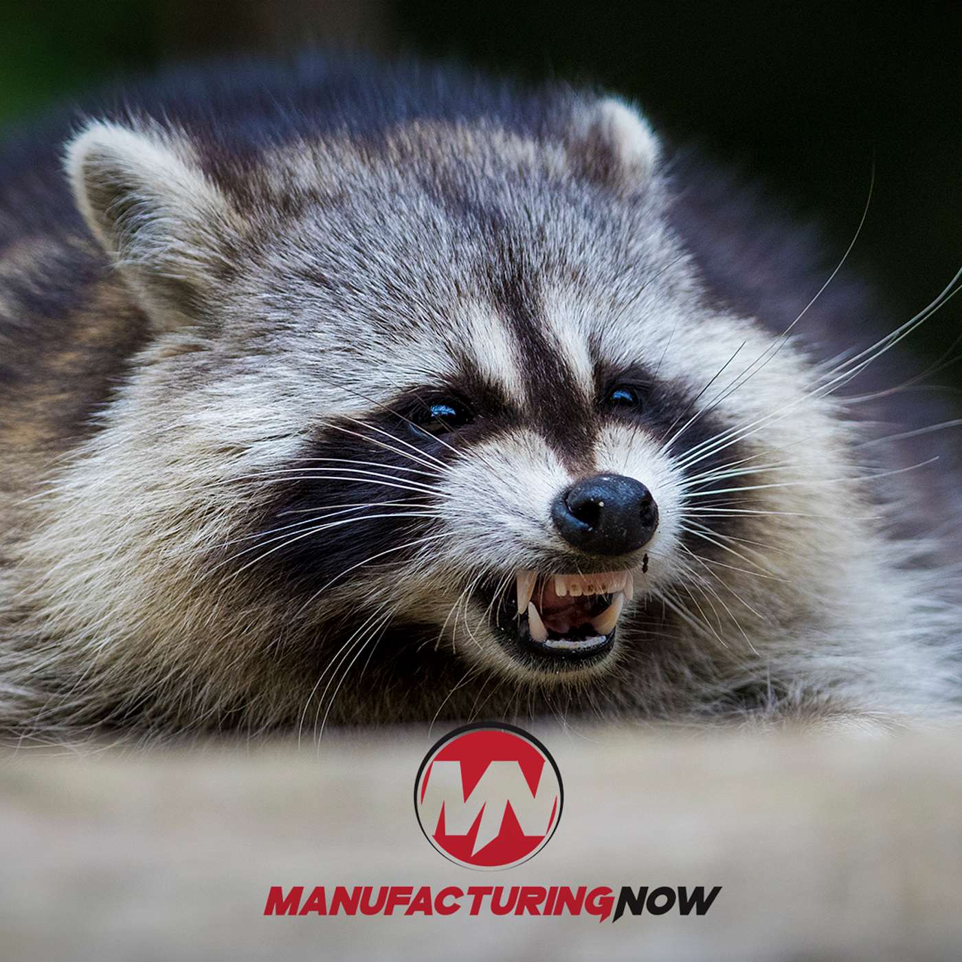 LISTEN: Butcher Harvests Invasive Raccoons to Make Meatballs