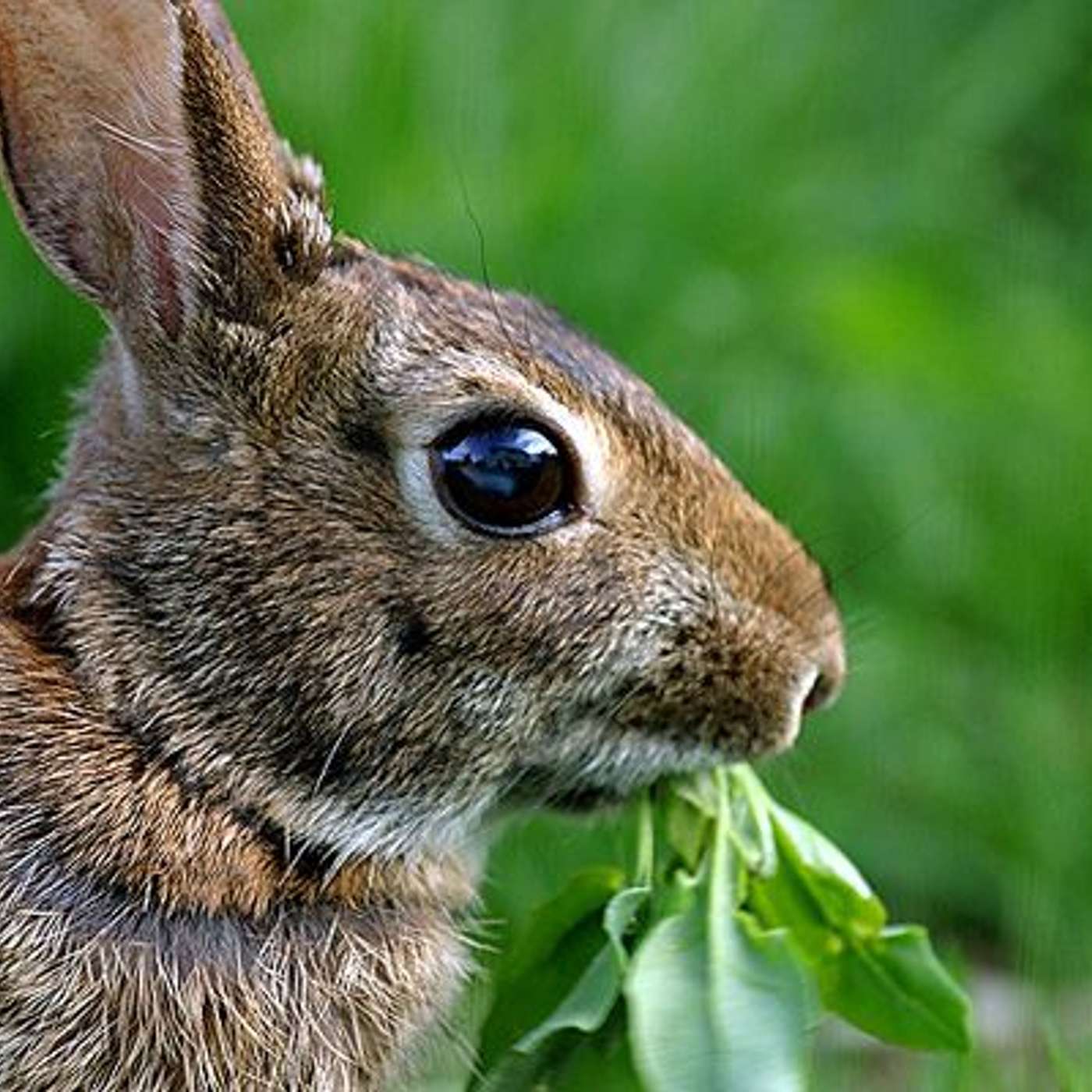 7 Top Plants the Deer and Rabbits Leave Alone