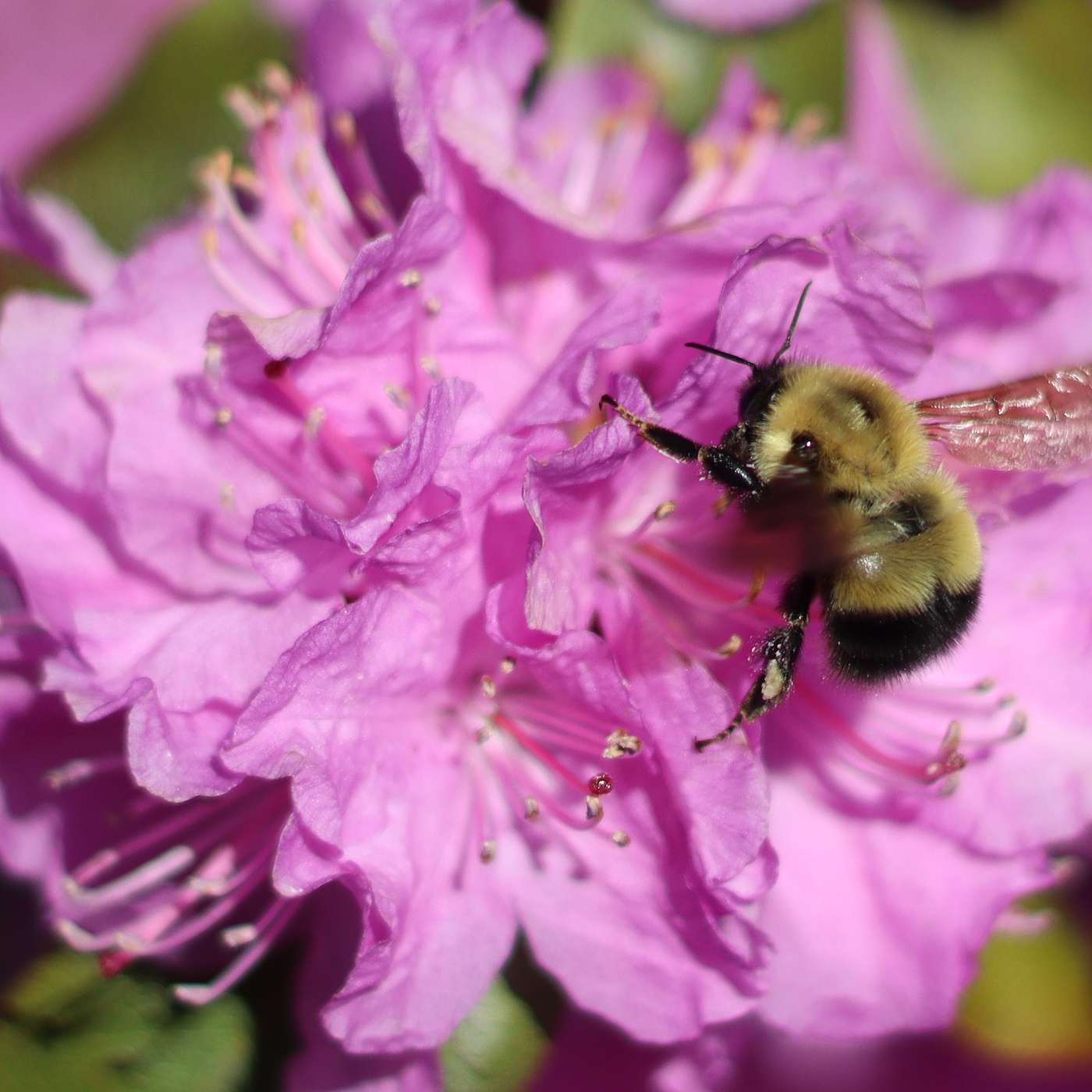 Episode 5 - Allergic Reactions: Getting Puffy from Pollinators