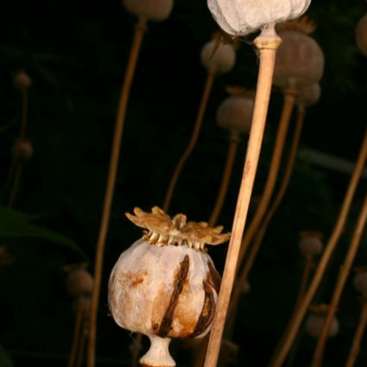Papaveraceae (poppies) part 2: Science, opium and other poppies episode artwork