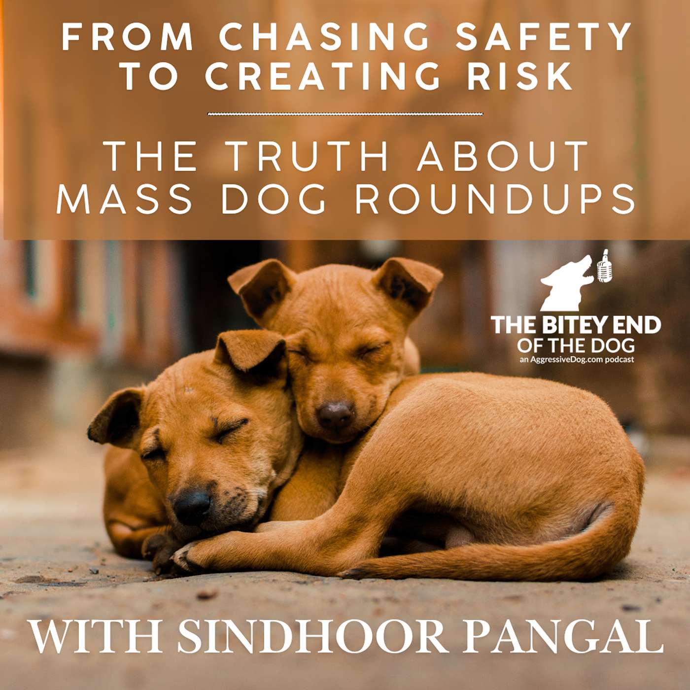 From Chasing Safety to Creating Risk: The Truth About Mass Dog Roundups