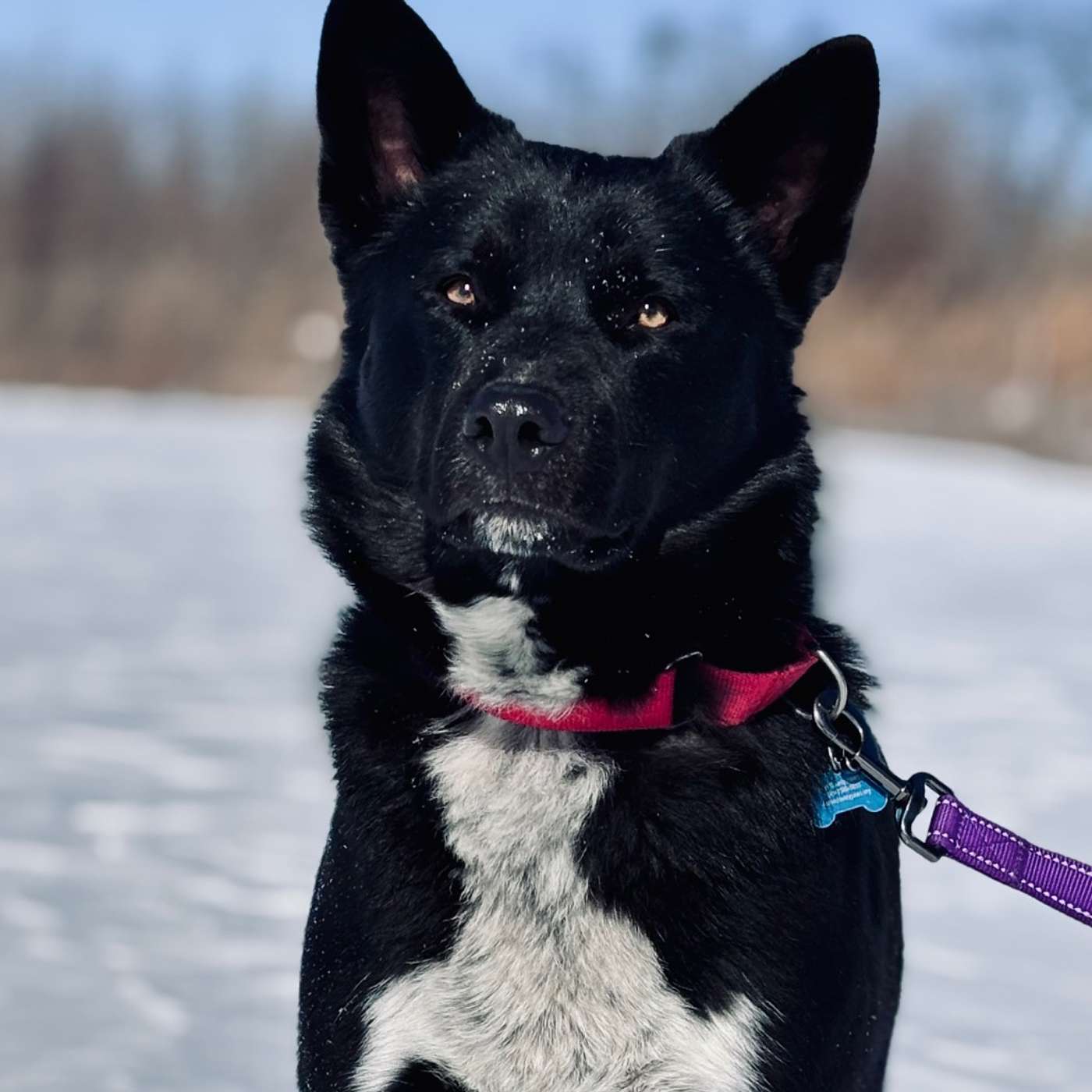 Gentle Dr. Robby Seeks Loving Home