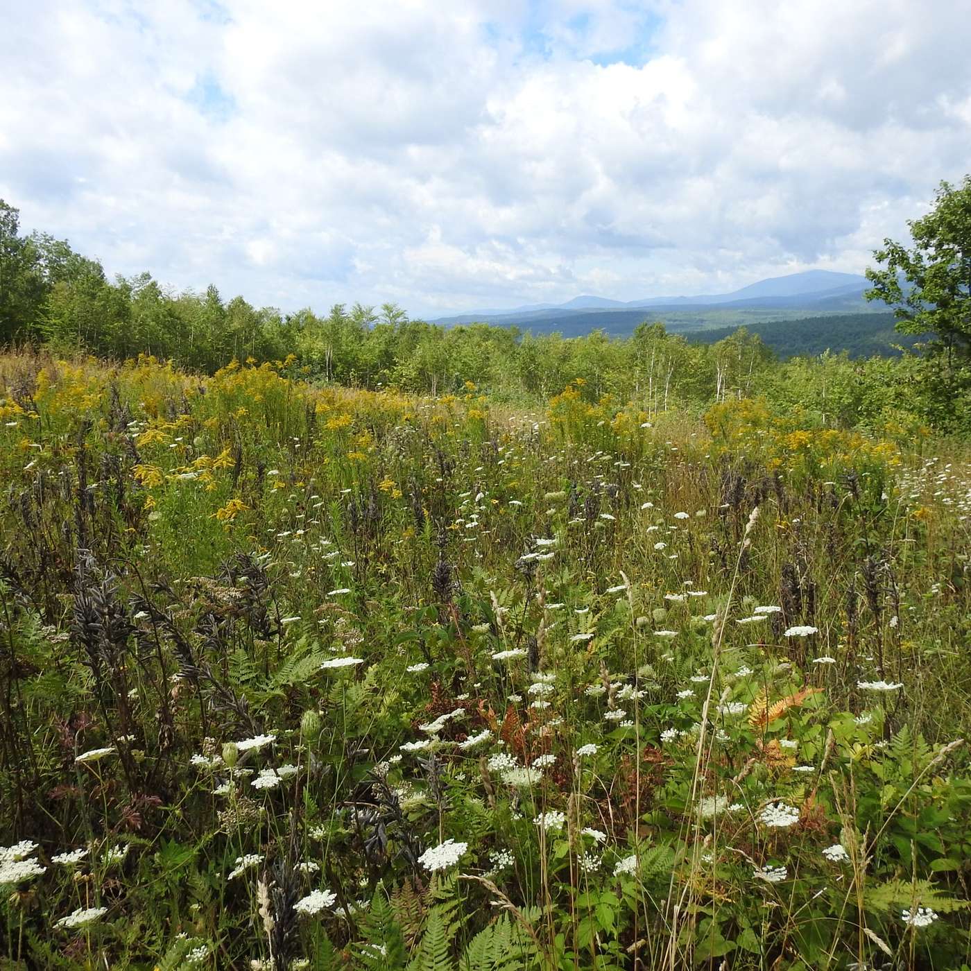 A FIELD OF WILDFLOWERS