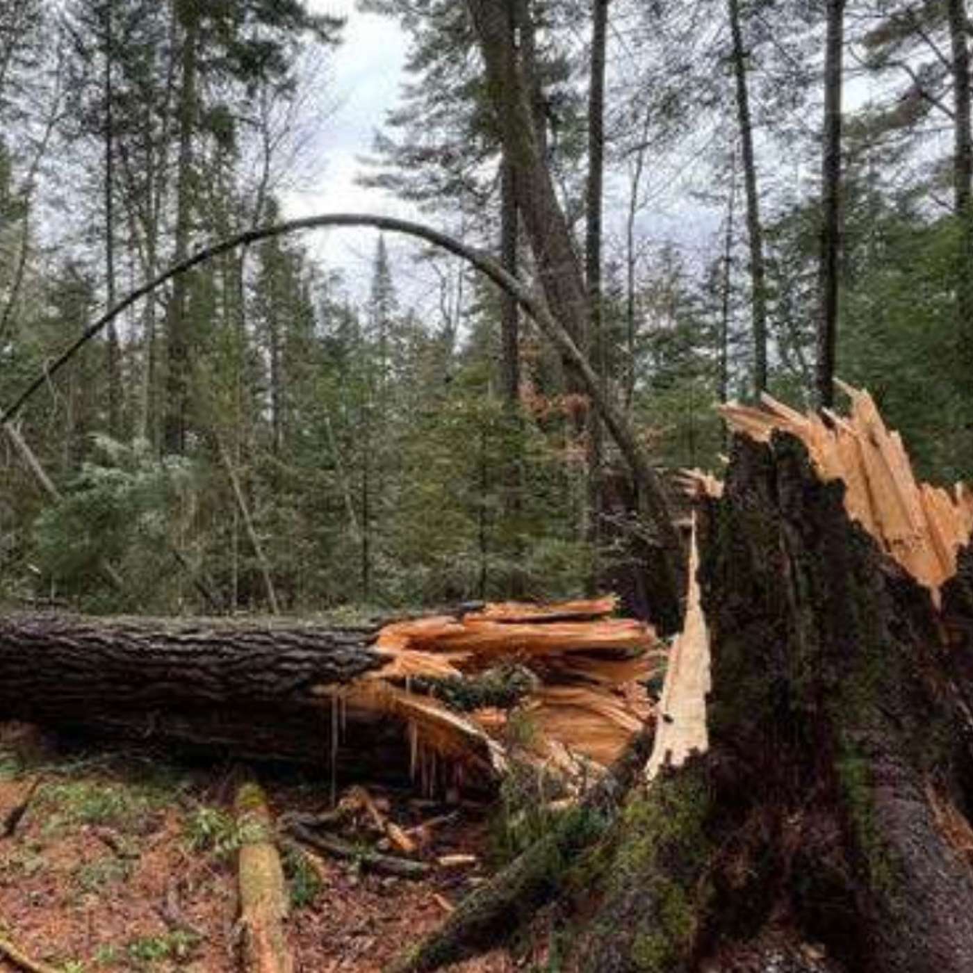 284. Tree 103 and the Wisdom of the Forest