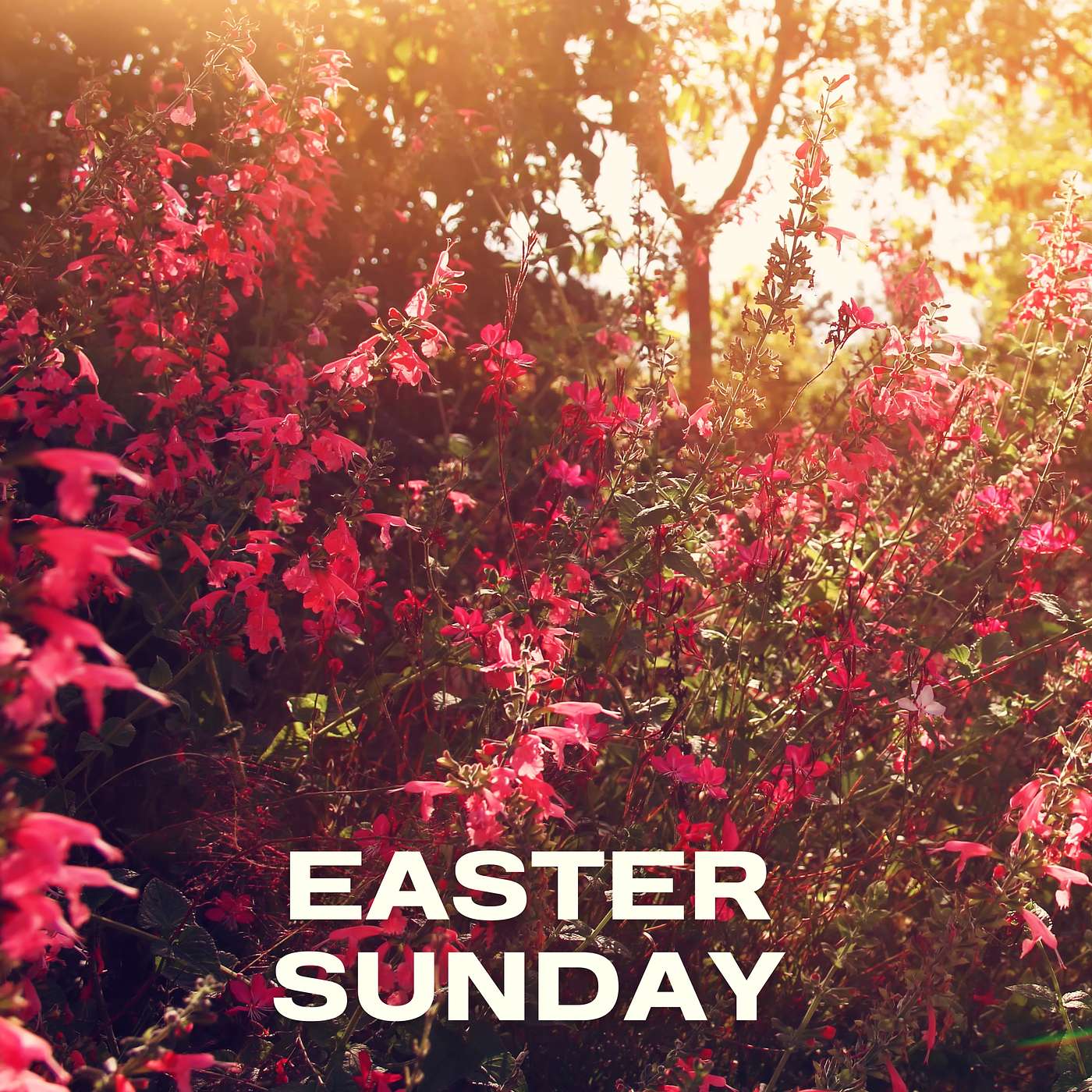 Easter Sunday: Come & See episode artwork