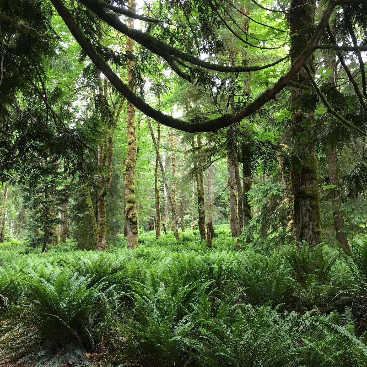 Tree Meditation