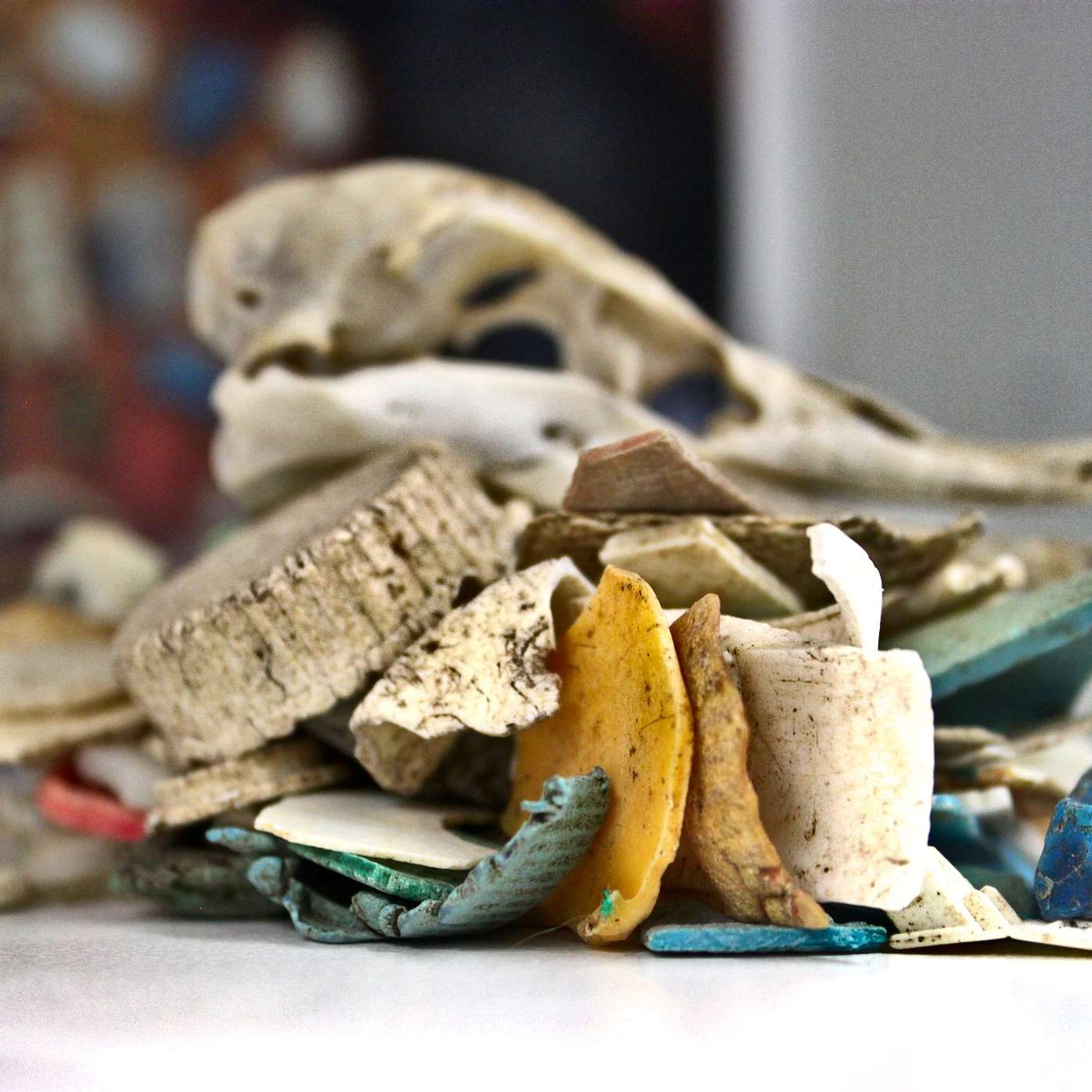 Episode 7: Plastic pollution: seabirds show us the ocean.