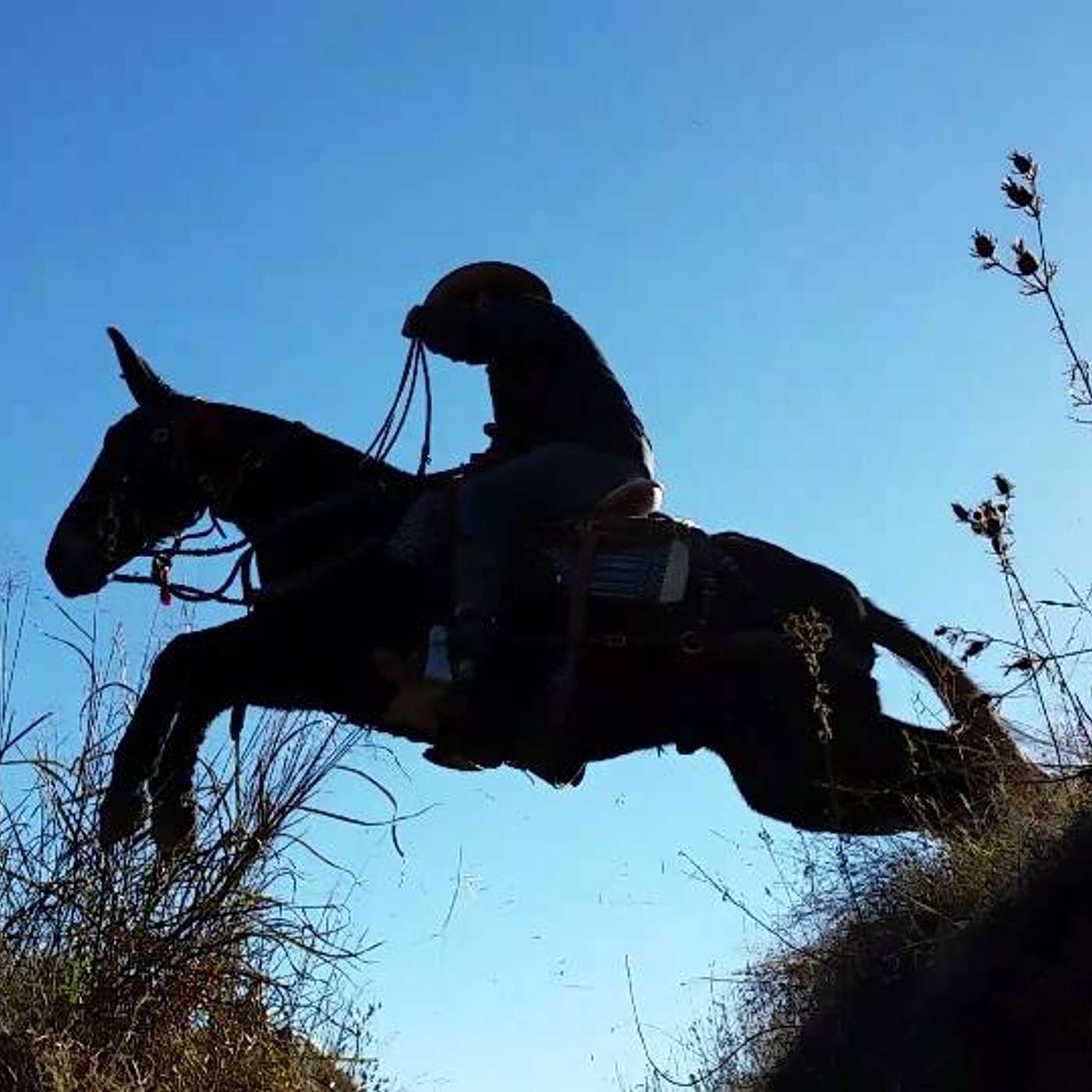 MULE TALK! THE PODCAST ABOUT MULES, MULE TRAINING, AND THE MULE INDUSTRY.