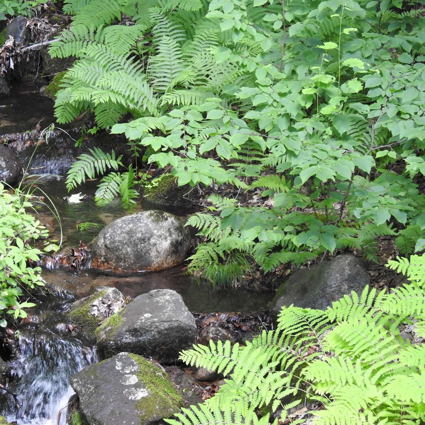 LUSH LANDSCAPE