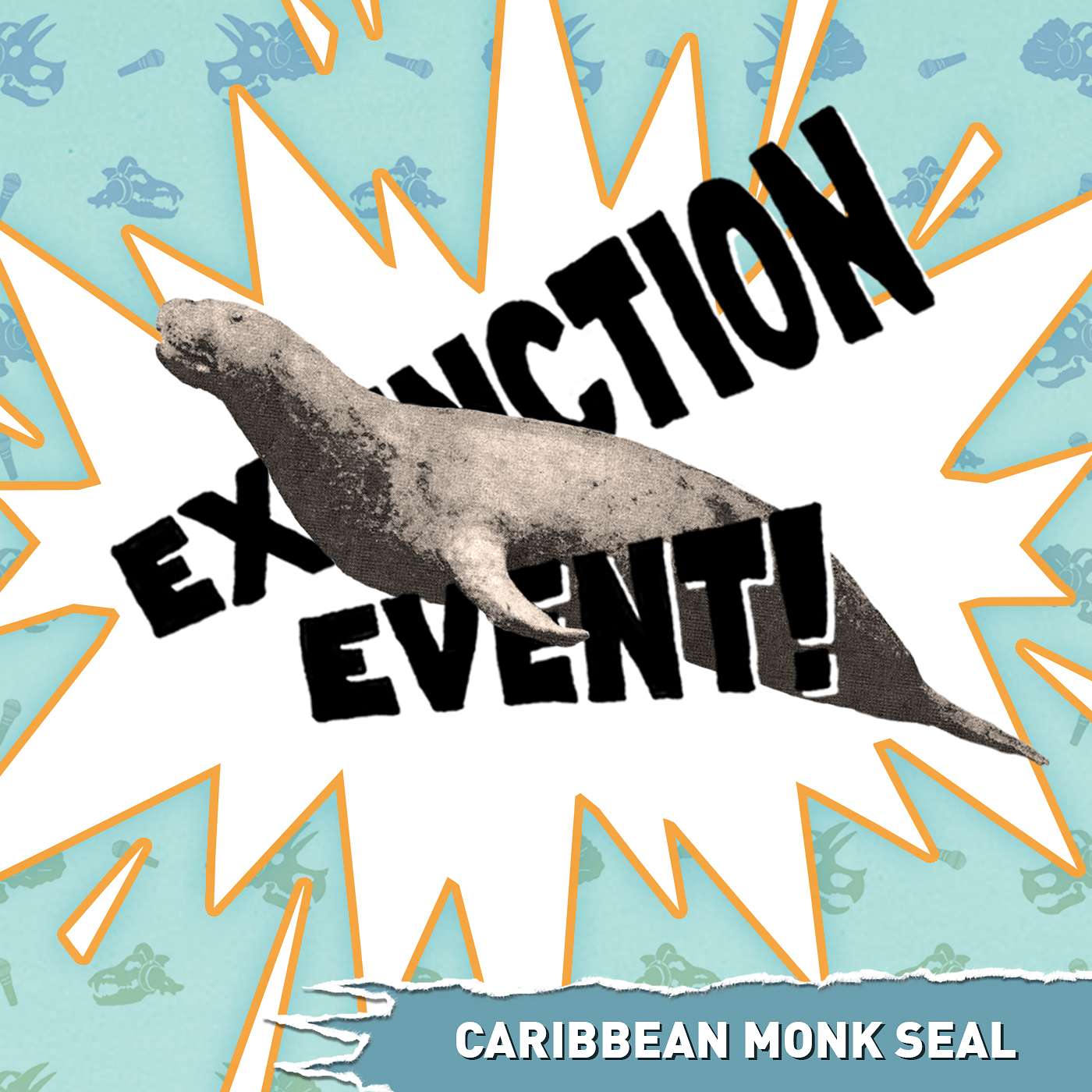 Caribbean Monk Seal