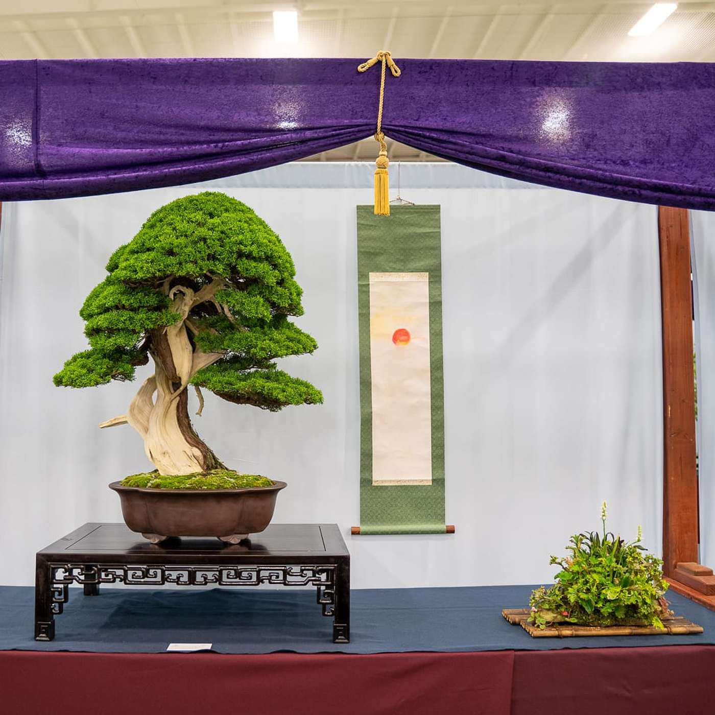U.S. National Bonsai Exhibition Critique