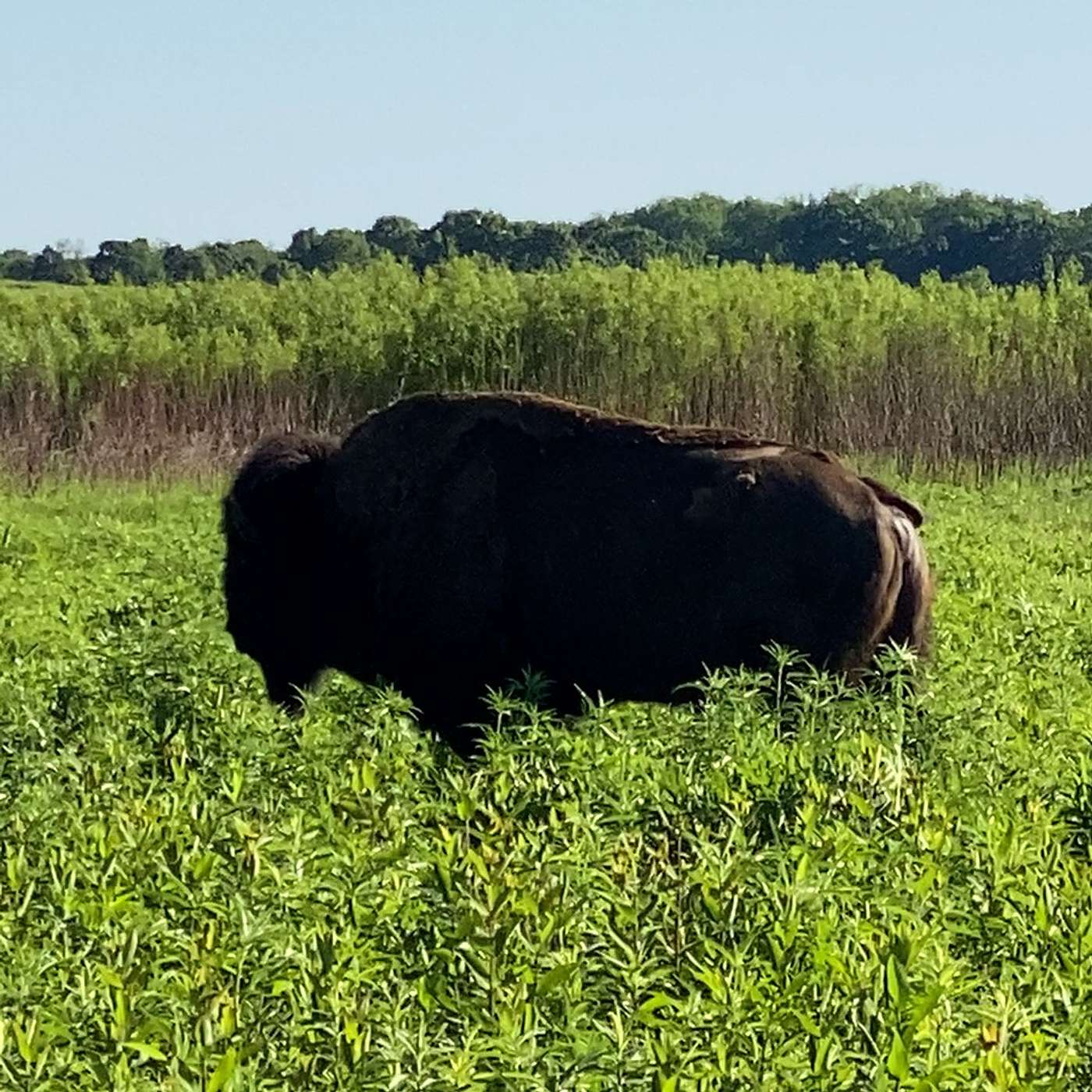Strung Out Episode 204: THE REWILDING OF THE NACHUSA GRASSLANDS.