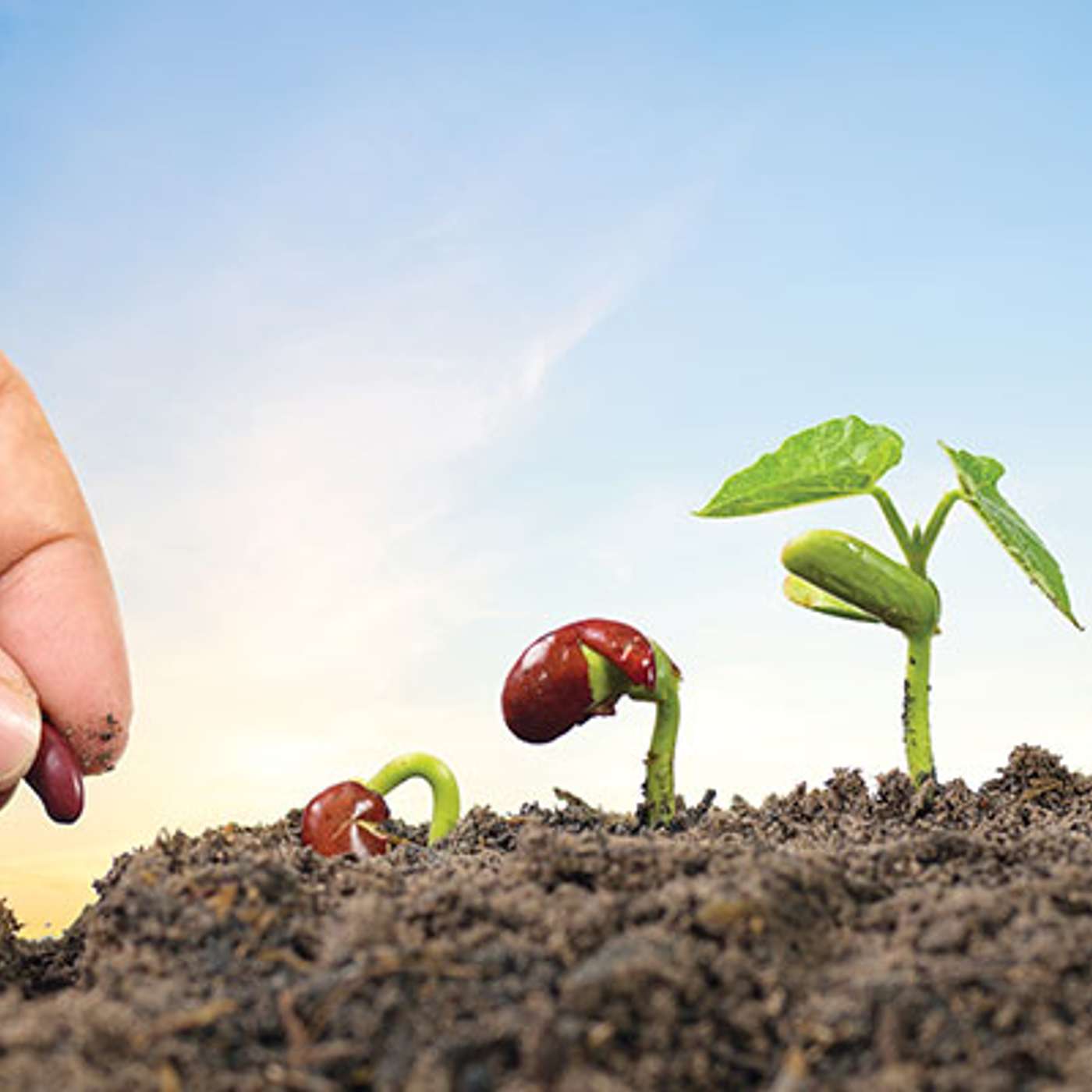 The Seed Must Be Sown [Part 2]