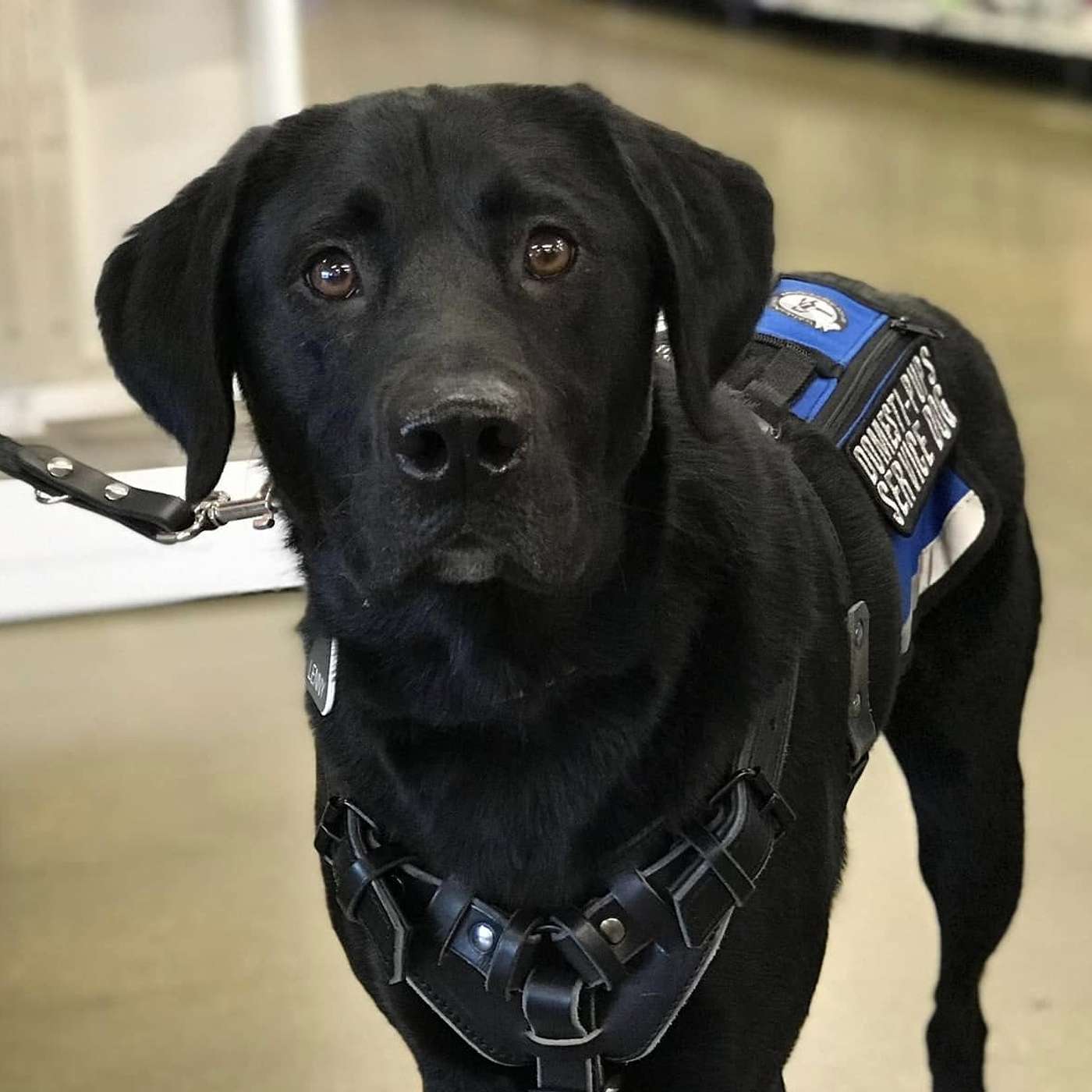 0615: Domesti-PUPS with Merri Hackbarth