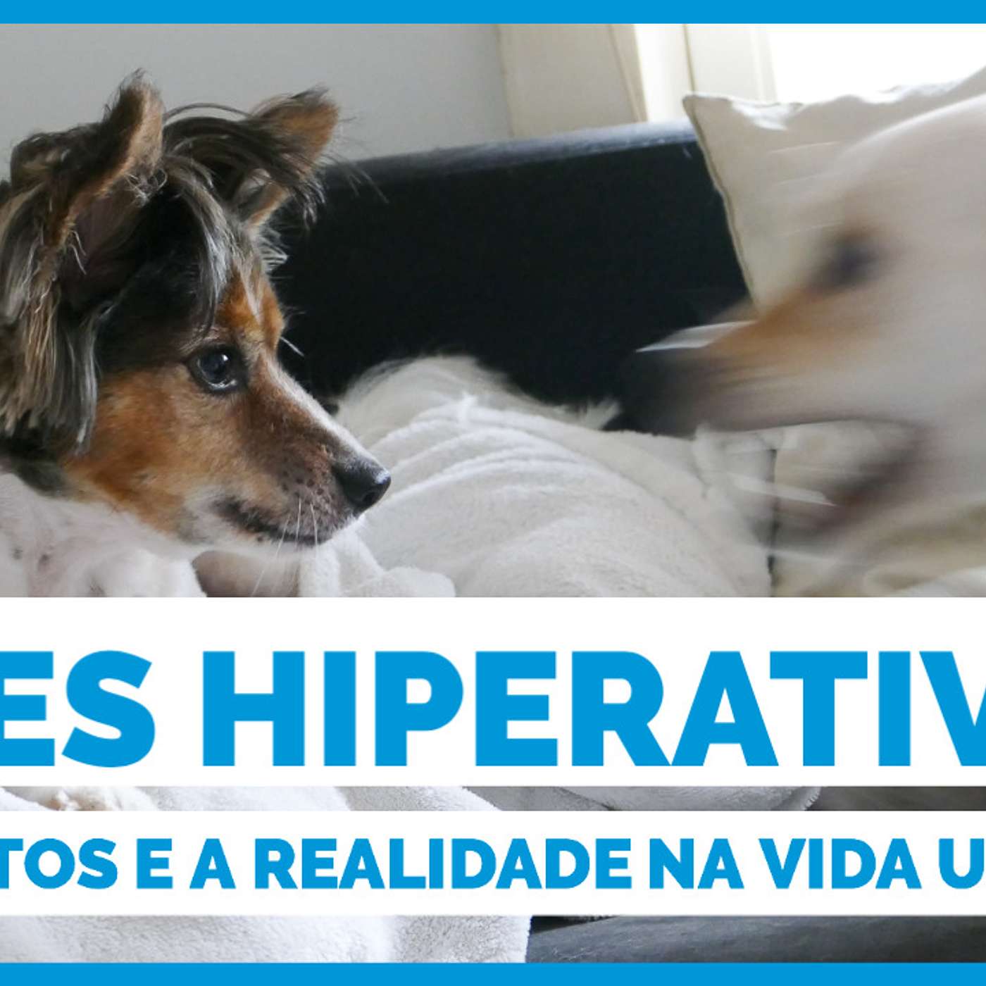 Cães hiperativos - os mitos e a realidade na vida urbana. episode artwork