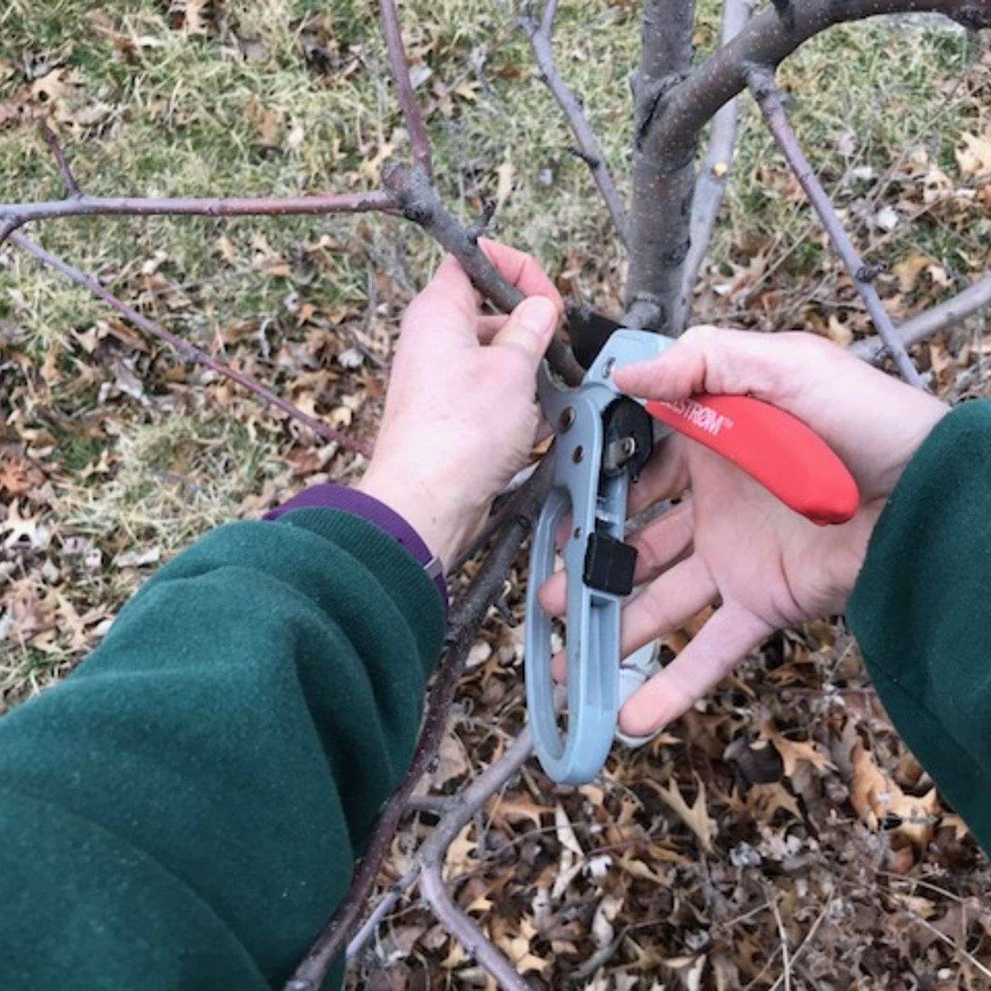 Episode 74: Fruit Trees Mean Food In Good Times & Bad, But Must Be Cared For