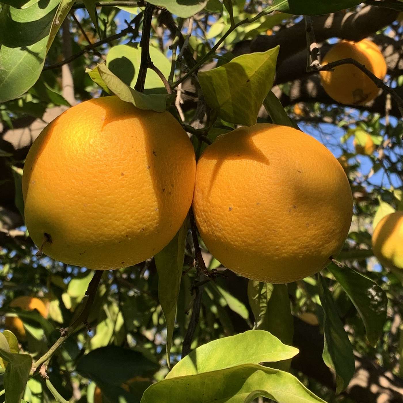 California Citrus Threat episode artwork