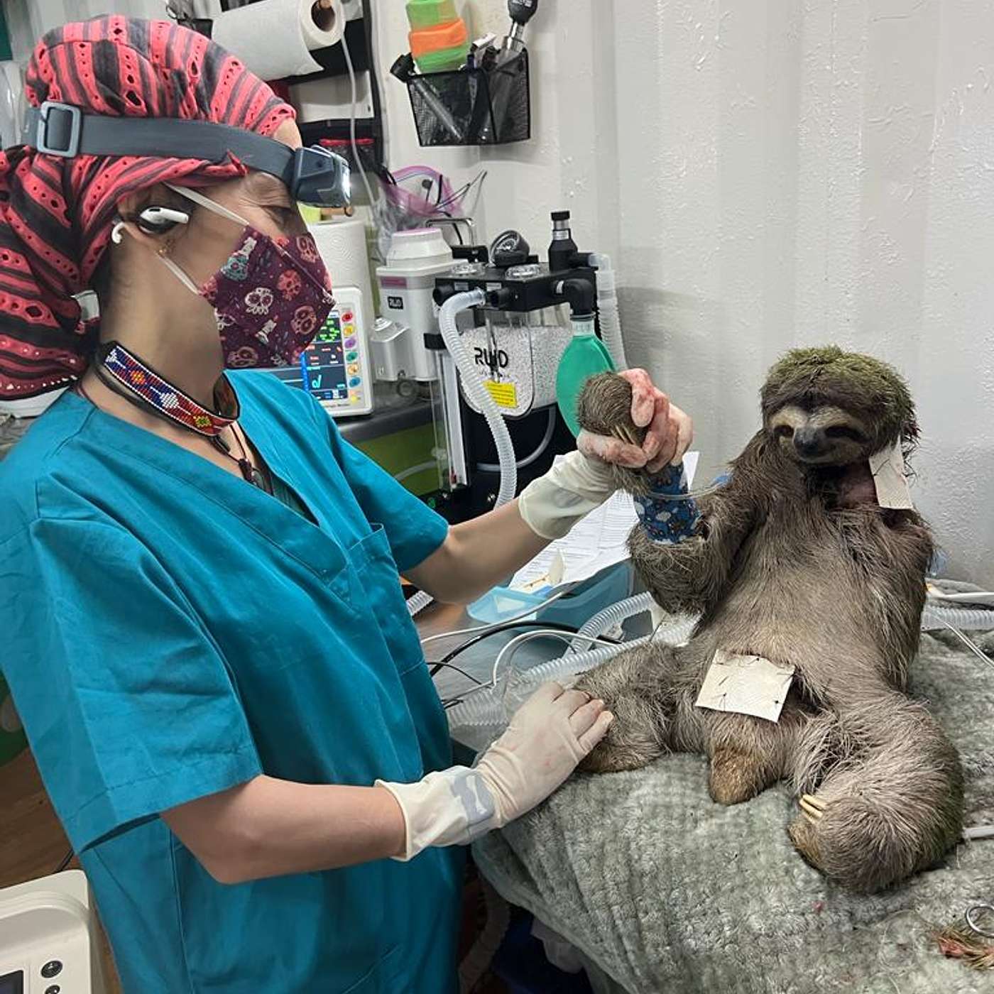 #72 Ana Maria and the sloths (Mexico)