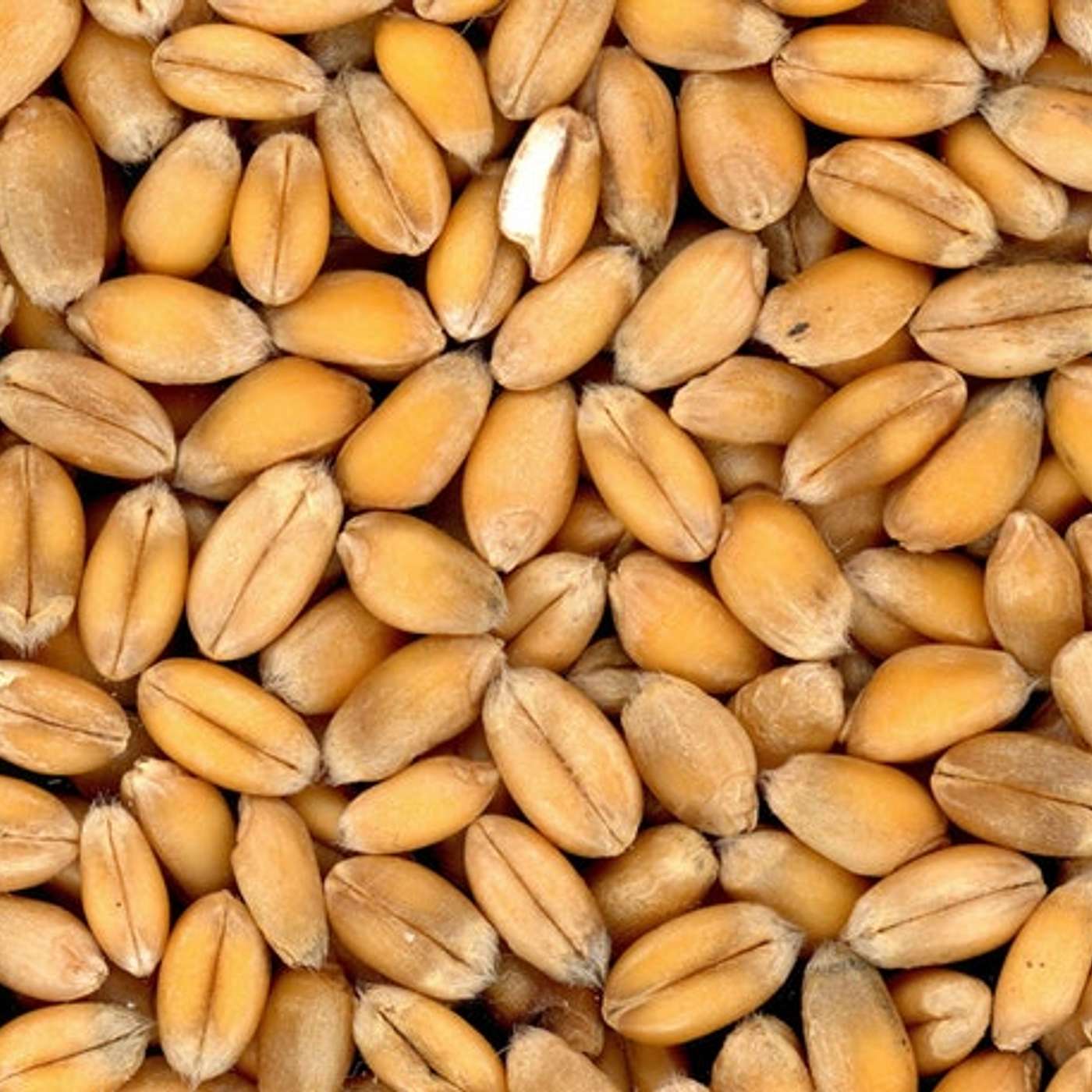 Episode 194: Whole Grain & Prepping