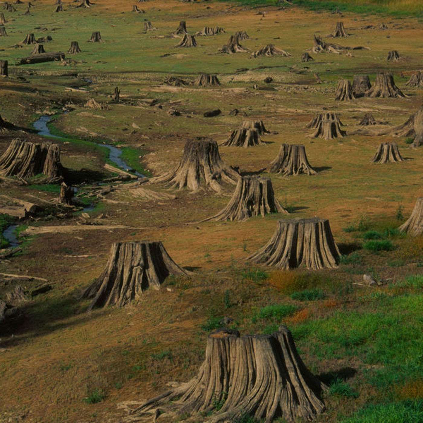 A Field Of Stumps