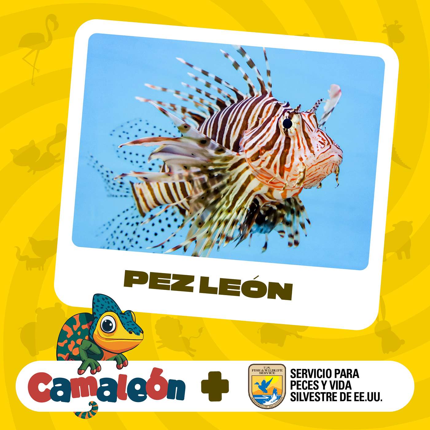 Pez león: El invasor de los arrecifes episode artwork