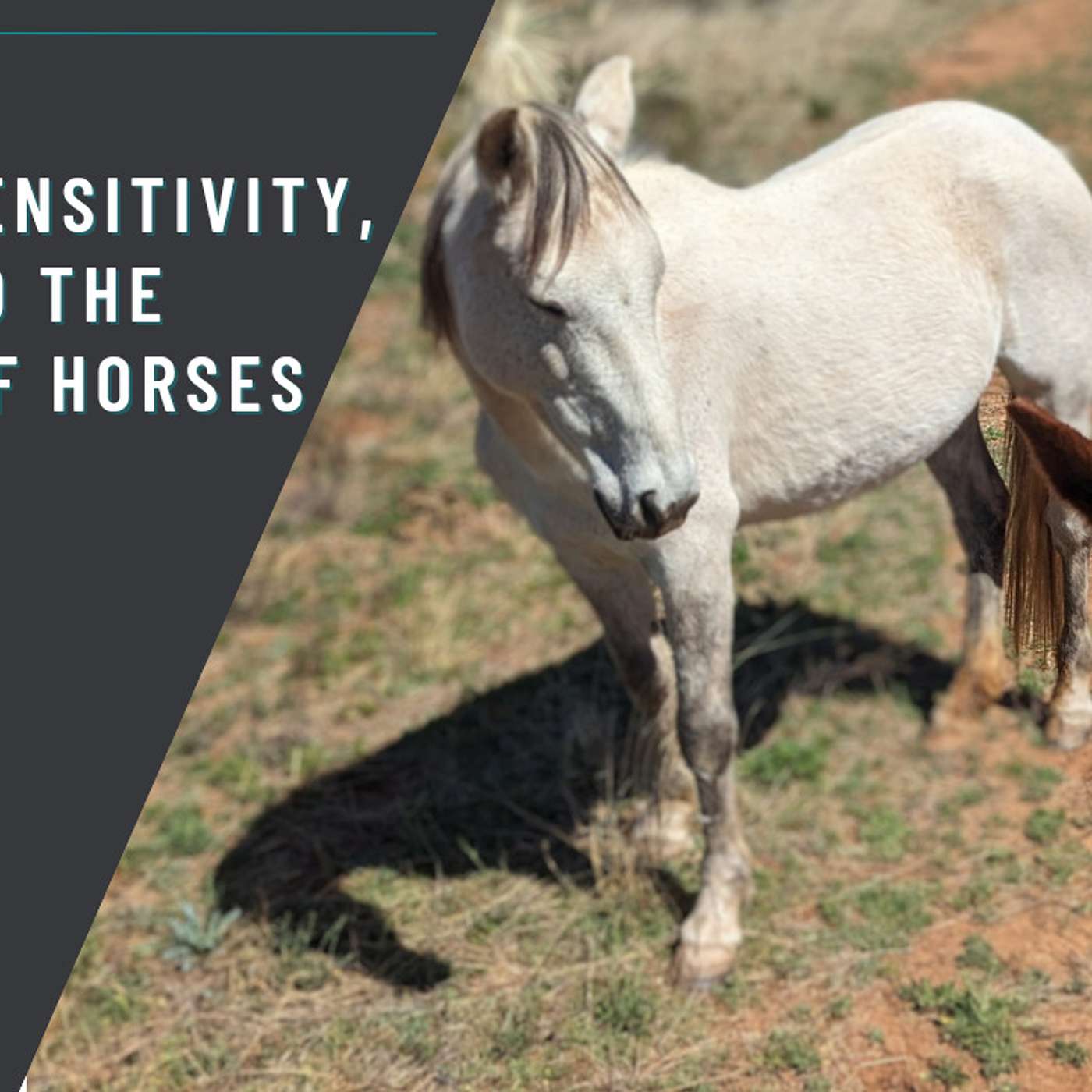 Reinforce the Horse