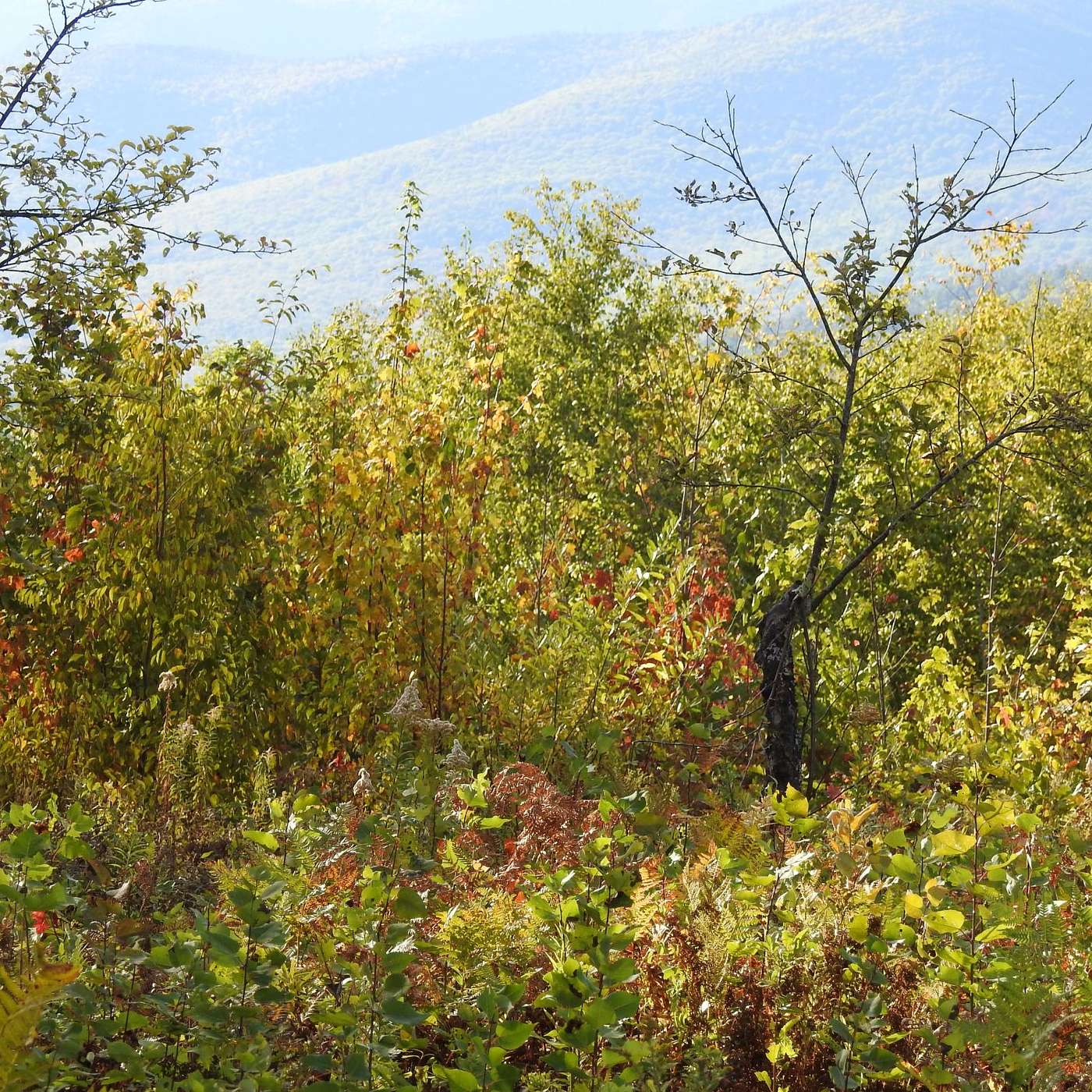 FALL HAS RISEN