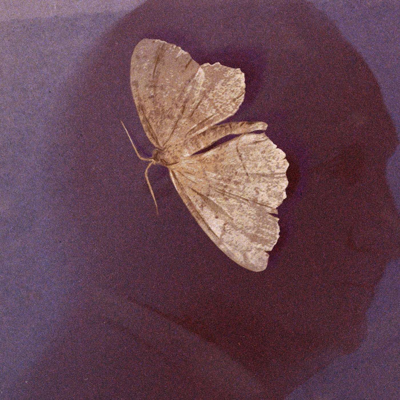 Путину 70 лет | Поздравление проигравшему